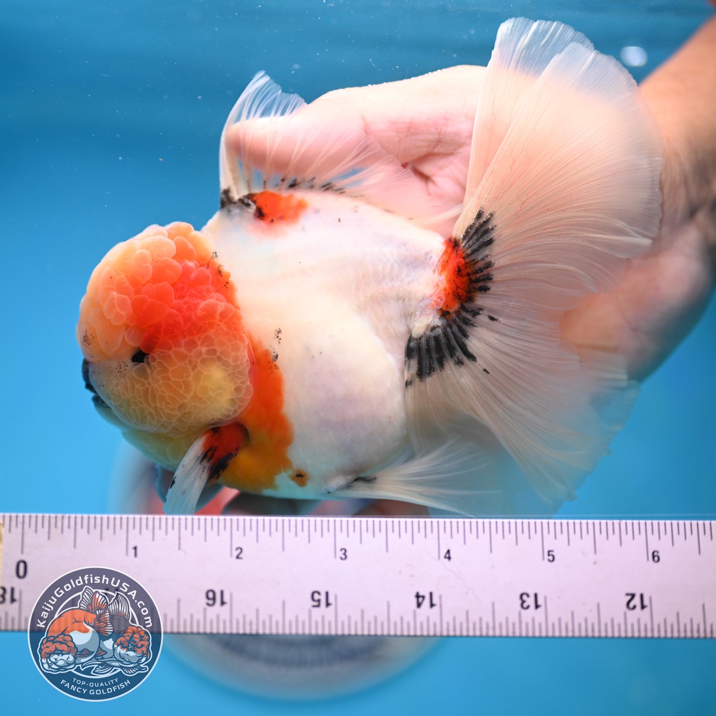 Tricolor Sakura Rose Tail Oranda 4 inches Body (250516_OR09)