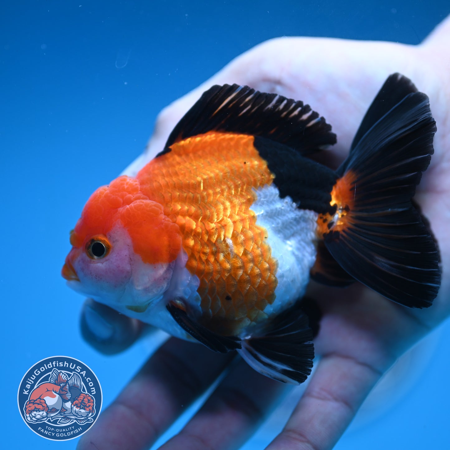 Tricolor Oranda 3 inches Body (250606_OR09)