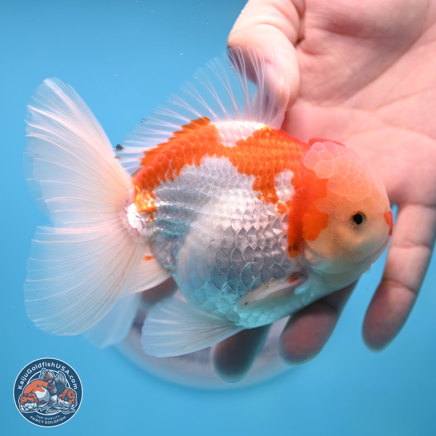 Red White Rose Tail Oranda 4 inches Body - Male (250404_OR09)