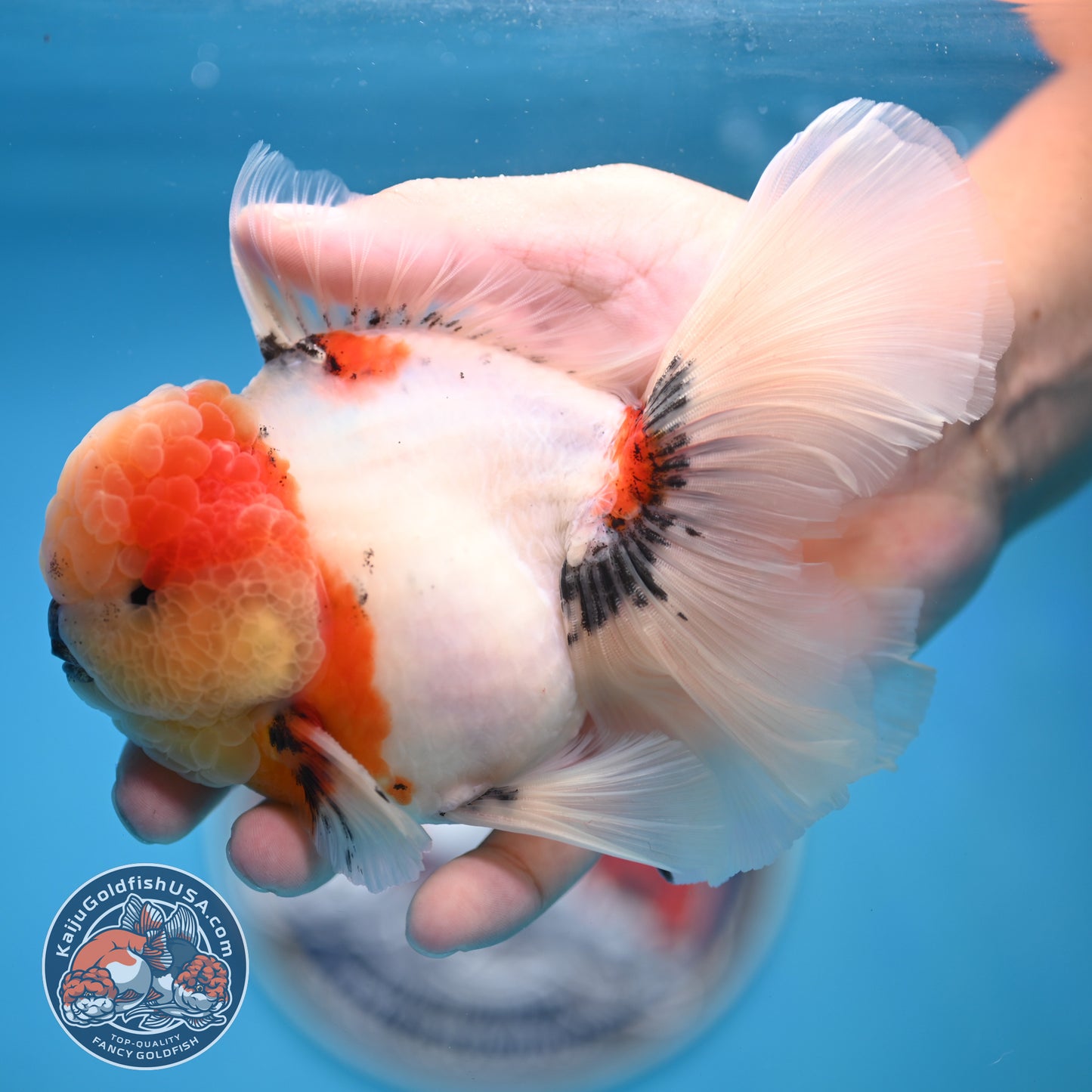 Tricolor Sakura Rose Tail Oranda 4 inches Body (250516_OR09)
