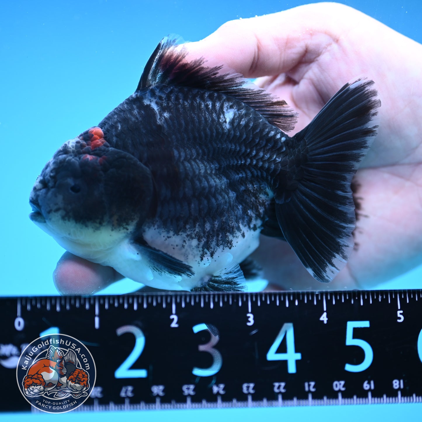 Shogun Blue Kirin Oranda 4 inch Body (250822_OR09)