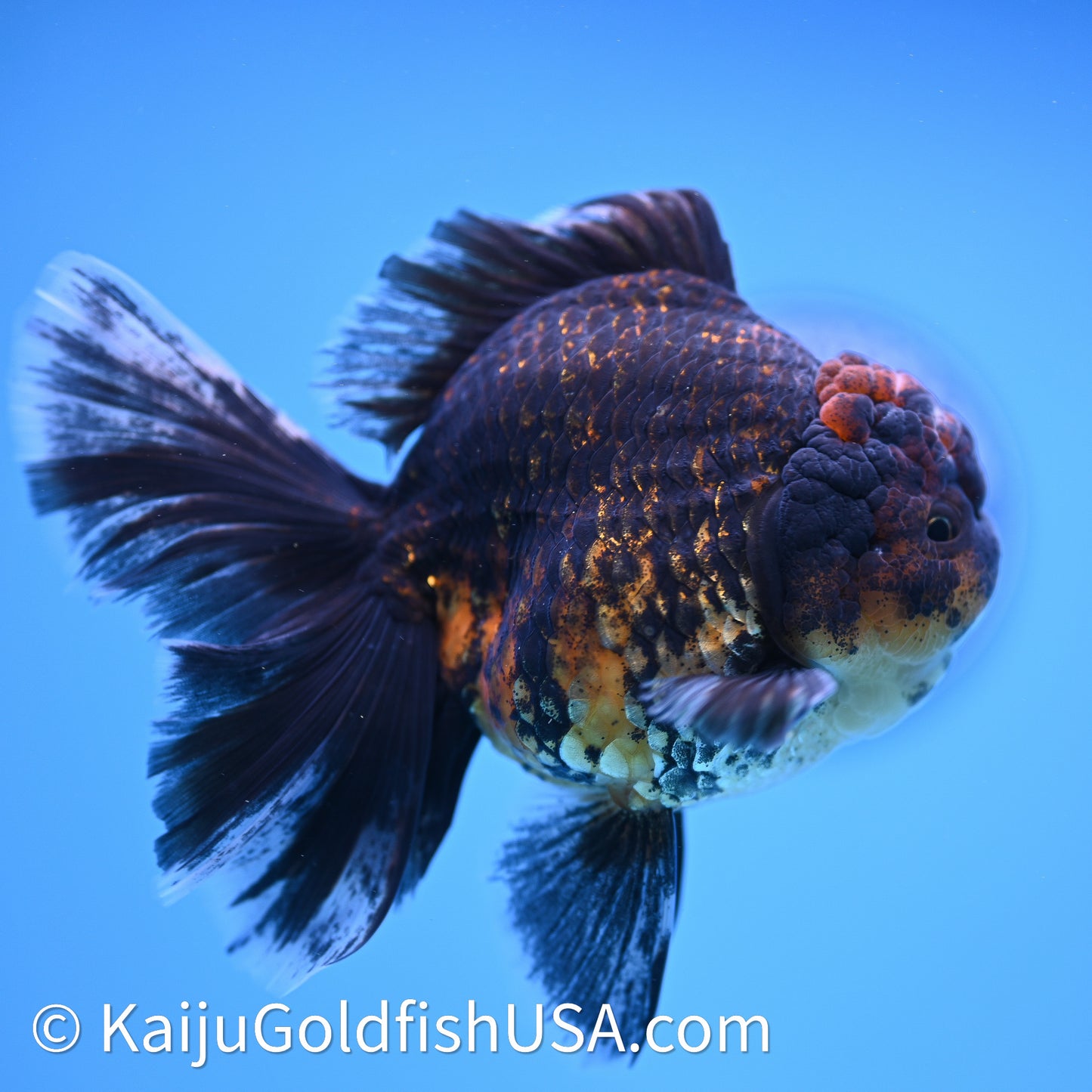 Kirin Rose Tail Oranda 4in Body (240628_OR09) - Kaiju Goldfish USA