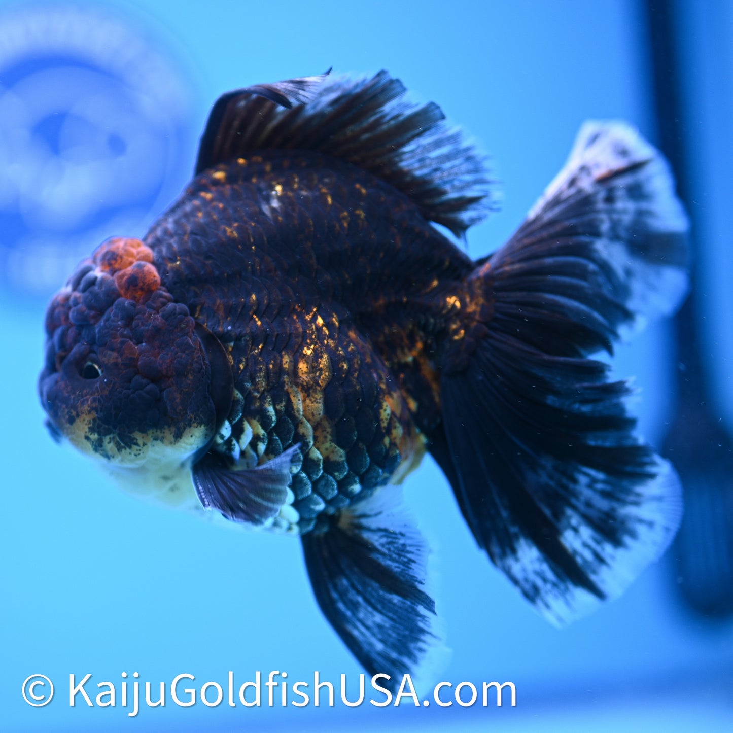 Kirin Rose Tail Oranda 4in Body (240628_OR09) - Kaiju Goldfish USA