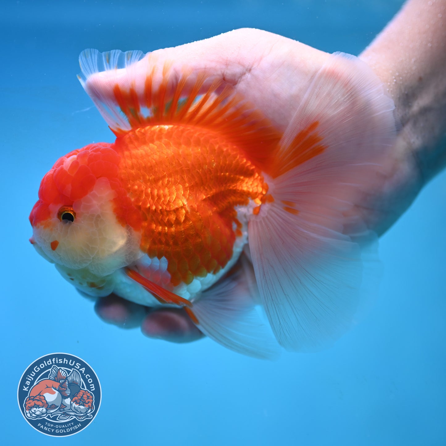 Rose Tail Red White Oranda 4 inch Body (250905_OR09)