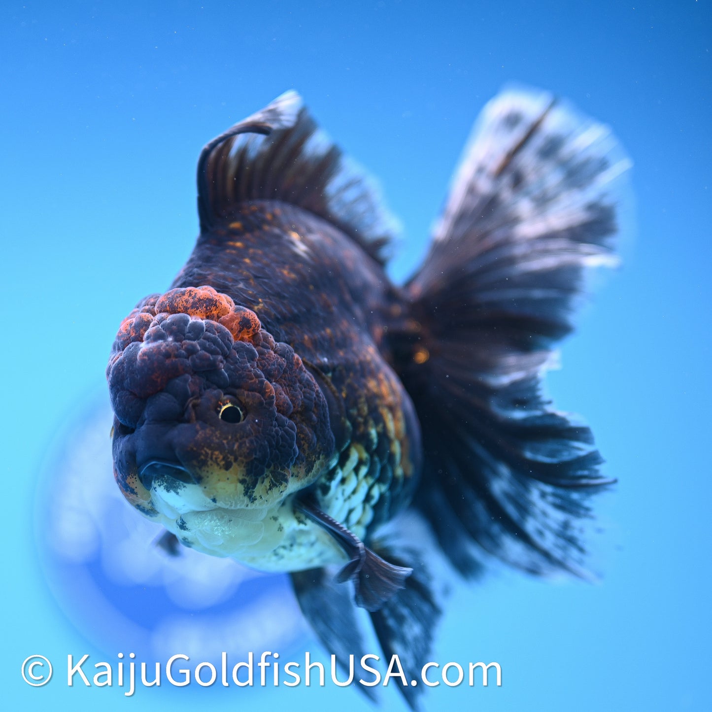 Kirin Rose Tail Oranda 4in Body (240628_OR09) - Kaiju Goldfish USA