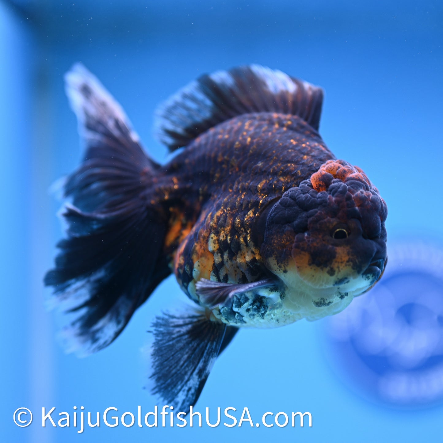 Kirin Rose Tail Oranda 4in Body (240628_OR09) - Kaiju Goldfish USA