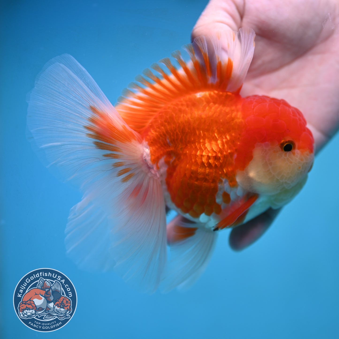 Rose Tail Red White Oranda 4 inch Body (250905_OR09)