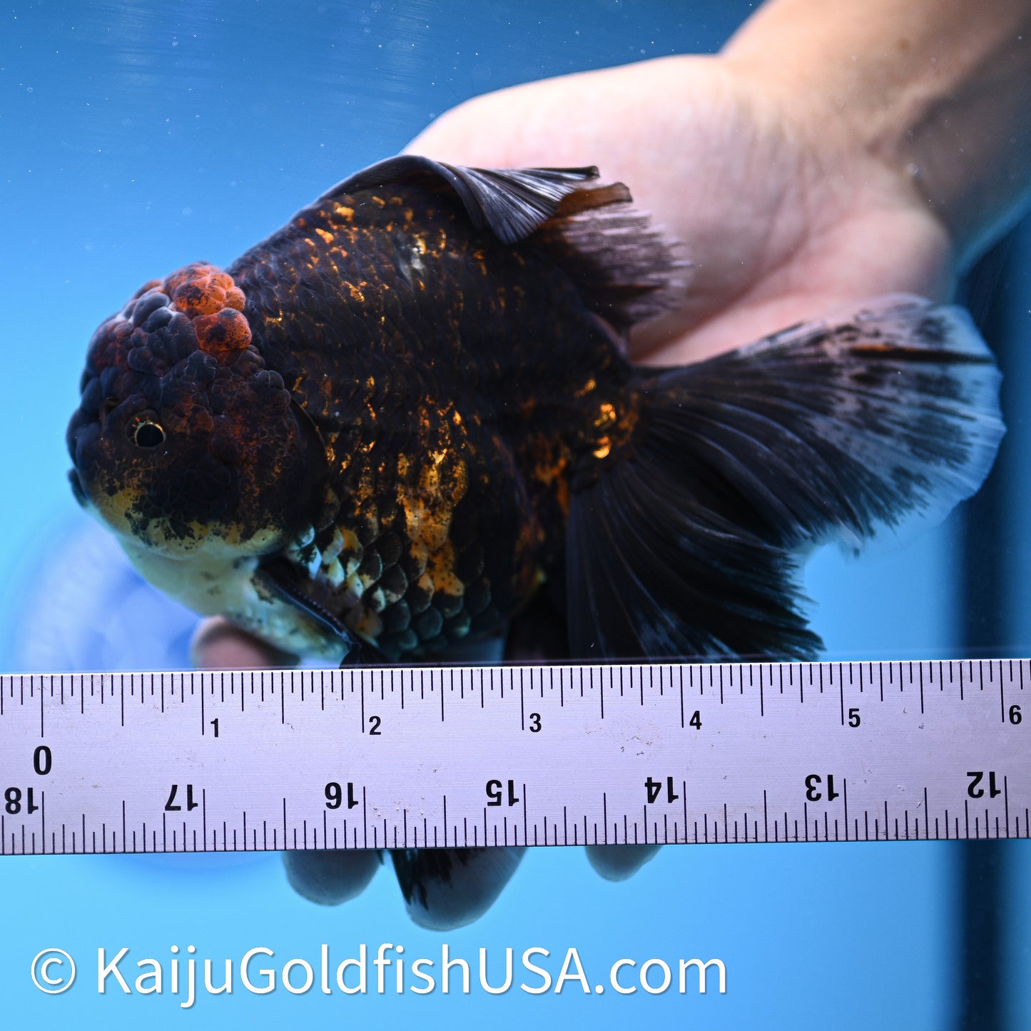 Kirin Rose Tail Oranda 4in Body (240628_OR09) - Kaiju Goldfish USA