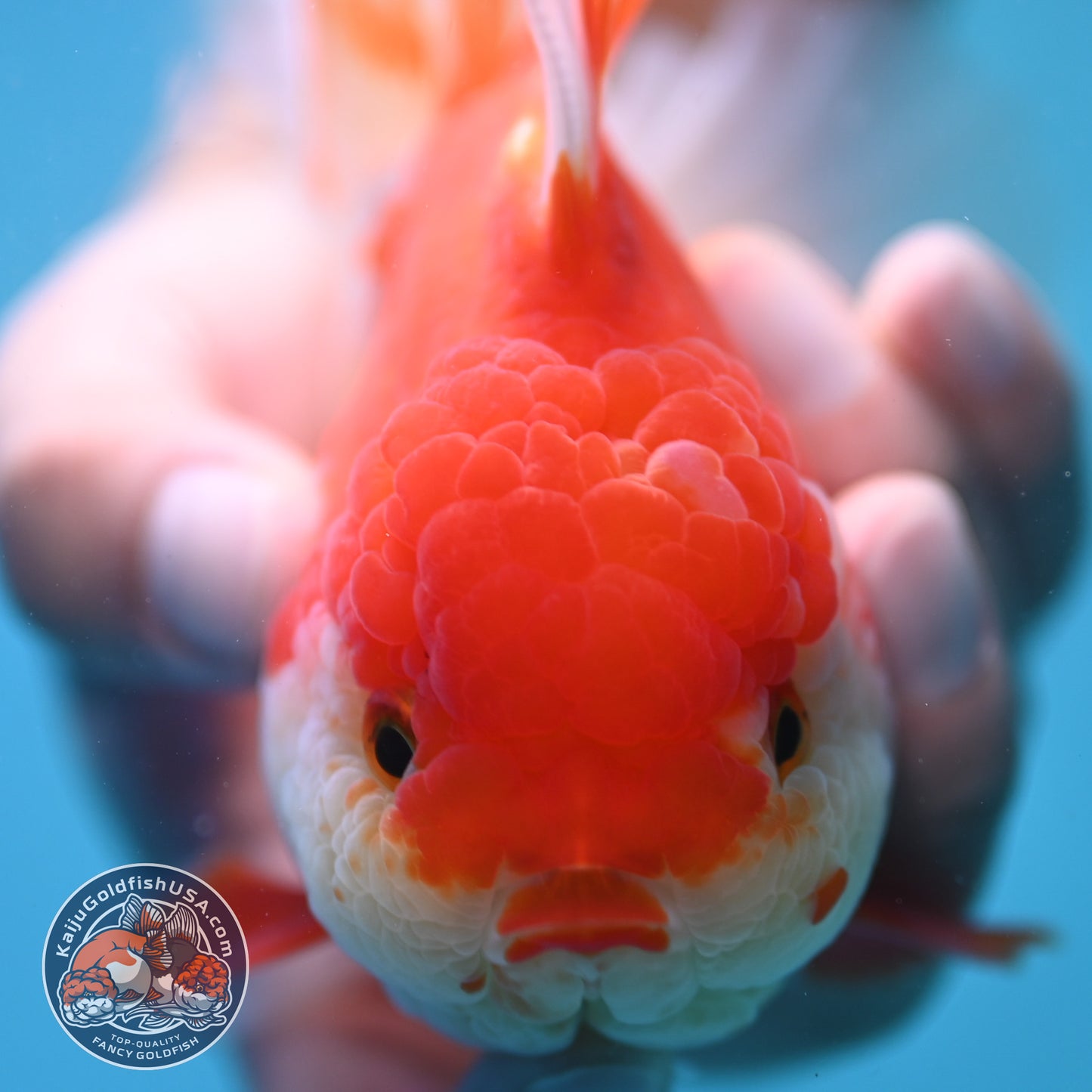 Rose Tail Red White Oranda 4 inch Body (250905_OR09)