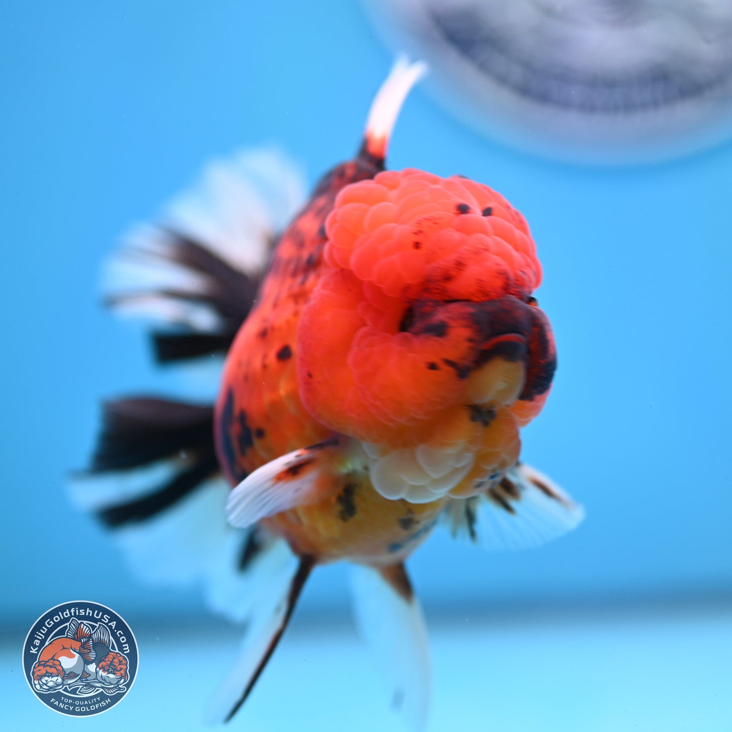 Tiger Rose Tail Oranda 3.5 inches Body - Female (250228_OR10)