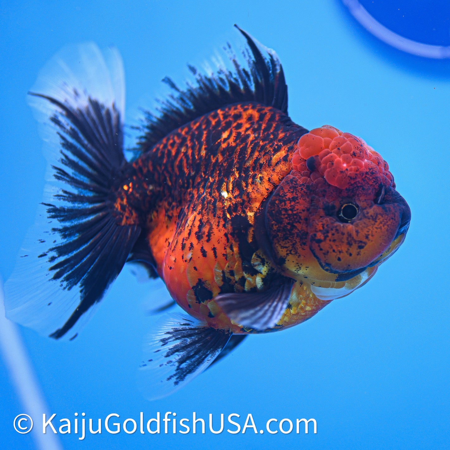 Red Kirin Rose Tail Oranda 4in Body (240628_OR10) - Kaiju Goldfish USA