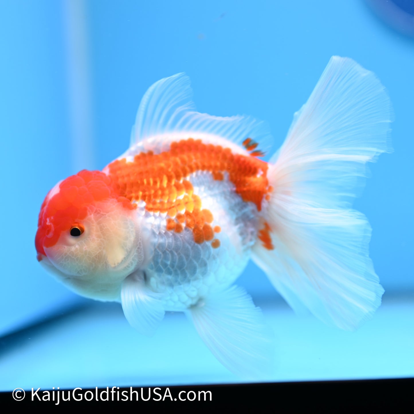 Jade Seal Red White Rose Tail Oranda 4in Body (240621_OR10) - Kaiju Goldfish USA