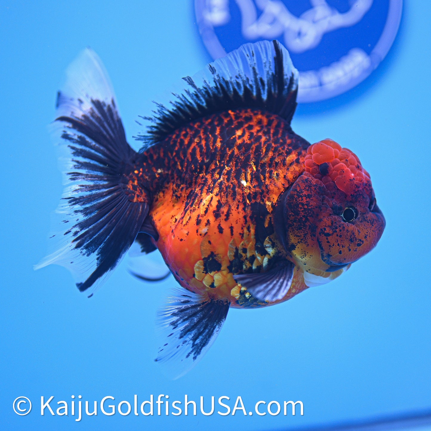 Red Kirin Rose Tail Oranda 4in Body (240628_OR10) - Kaiju Goldfish USA