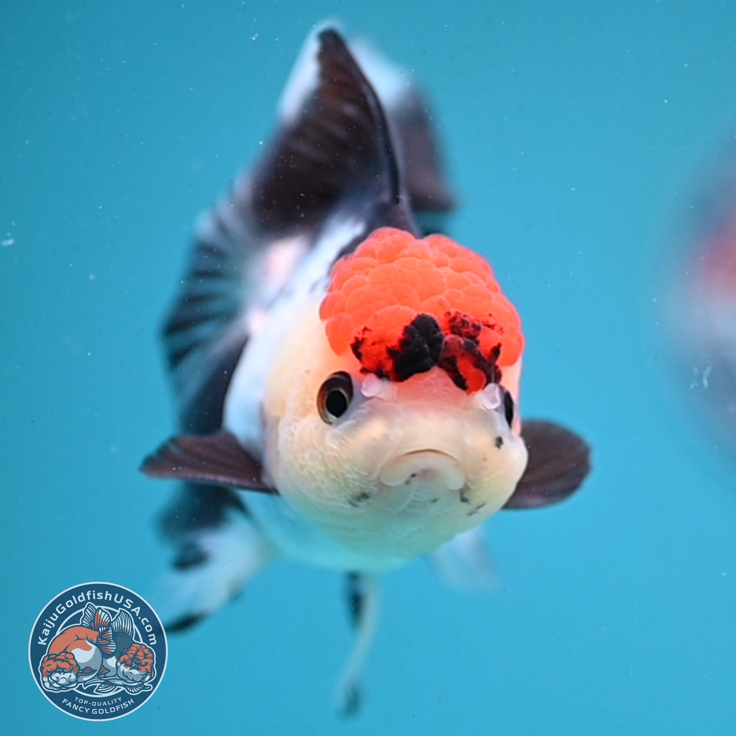 Red Head Tricolor Rose Tail Oranda 3.5 inch Body (251003_OR10)