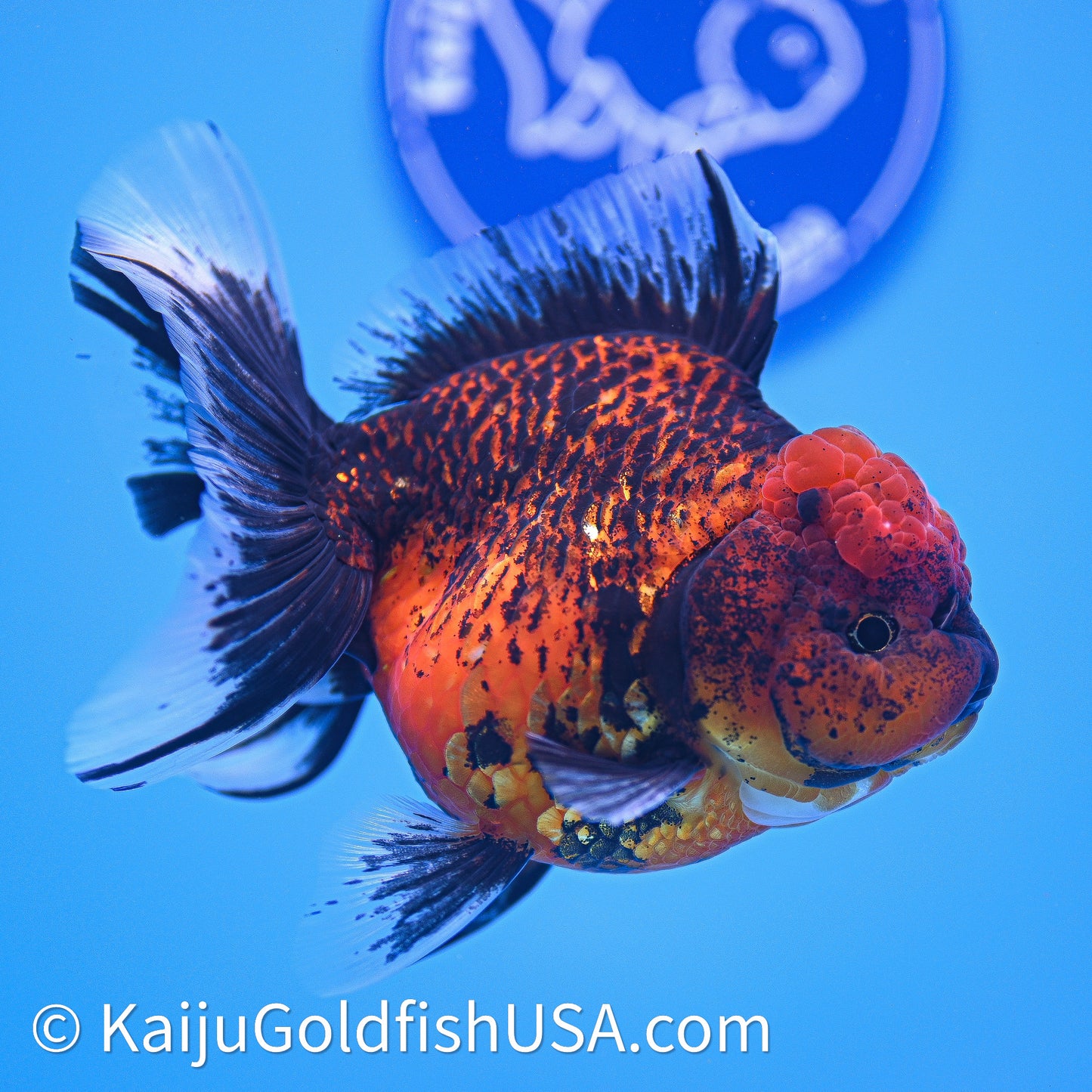 Red Kirin Rose Tail Oranda 4in Body (240628_OR10) - Kaiju Goldfish USA