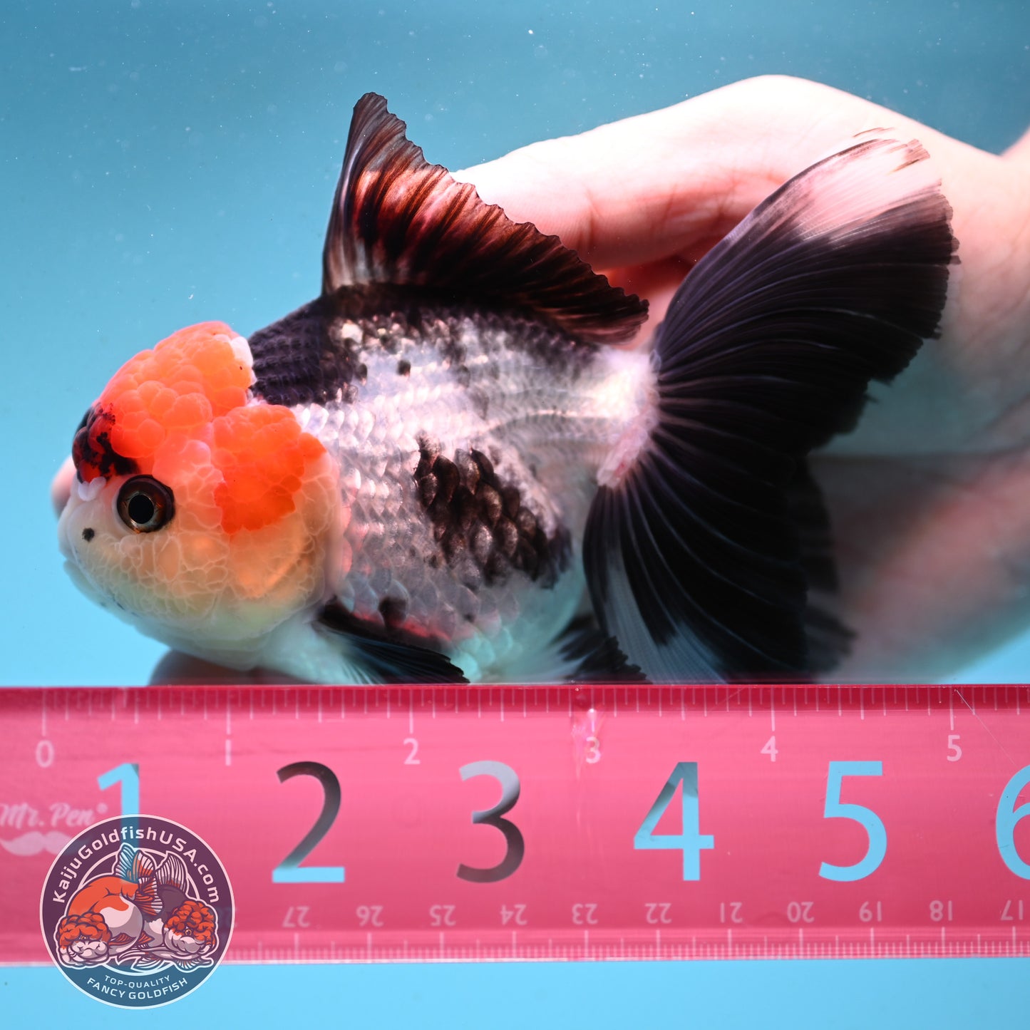 Red Head Tricolor Rose Tail Oranda 3.5 inch Body (251003_OR10)