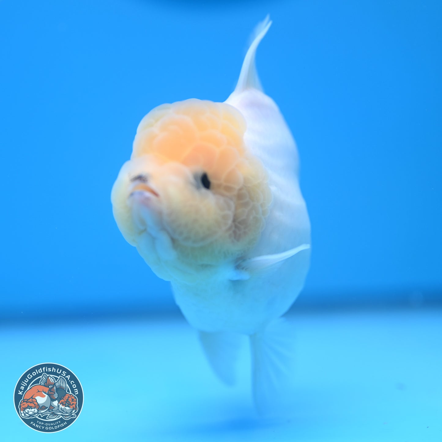 Tricolor Sakura Rose Tail Oranda 4.5 inches (241025_OR10) - Kaiju Goldfish USA