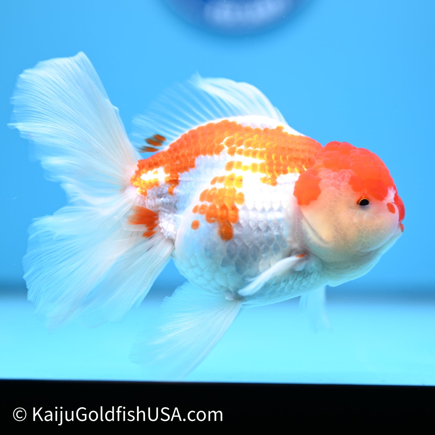 Jade Seal Red White Rose Tail Oranda 4in Body (240621_OR10) - Kaiju Goldfish USA