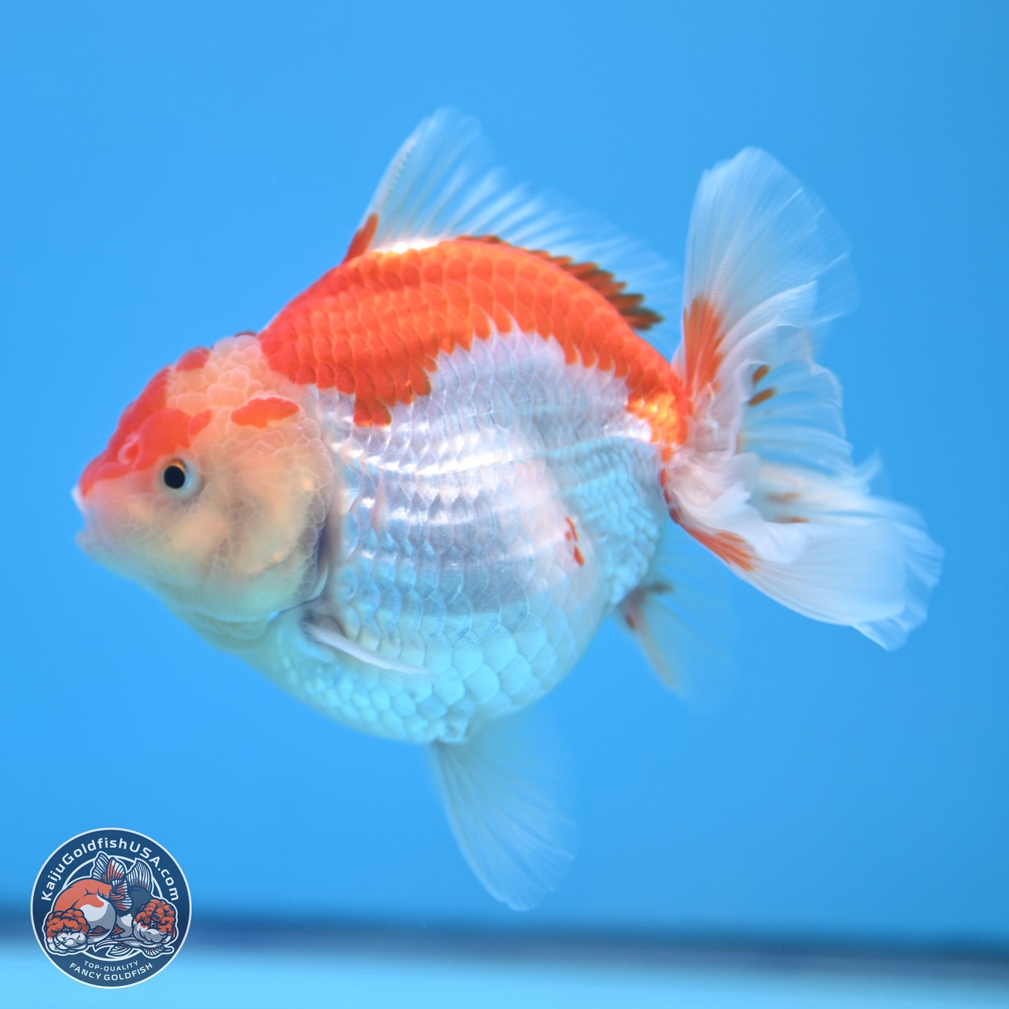 Red White YuanBao Oranda 4.5 inches - Female (241115_OR10) - Kaiju Goldfish USA