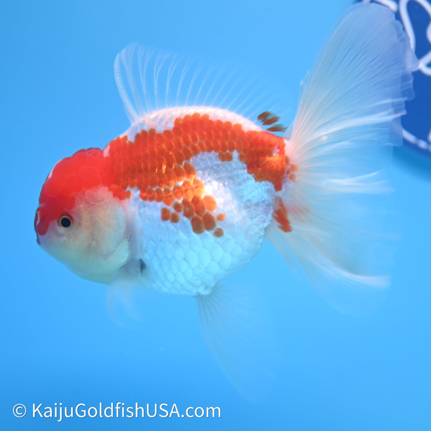 Jade Seal Red White Rose Tail Oranda 4in Body (240621_OR10) - Kaiju Goldfish USA