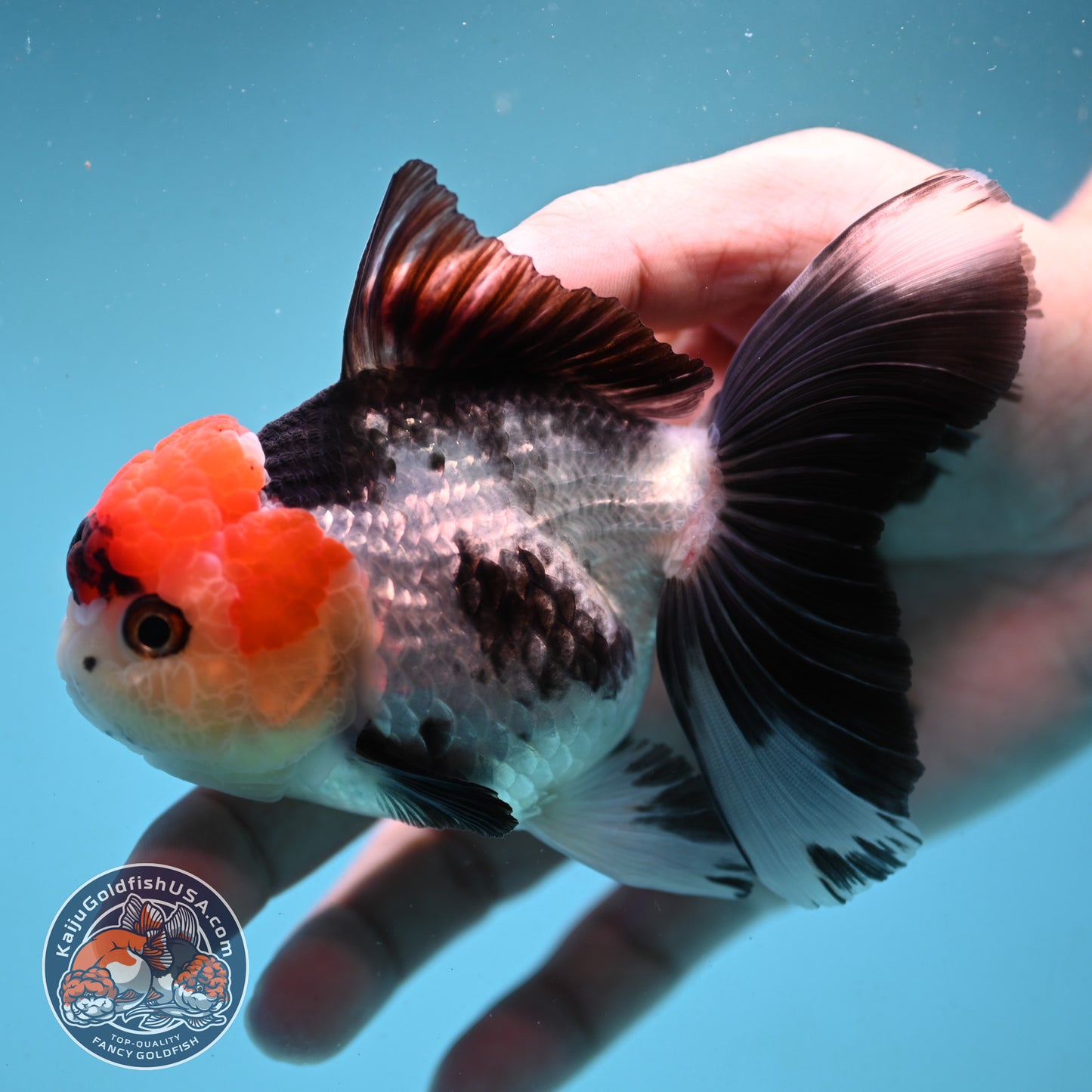 Red Head Tricolor Rose Tail Oranda 3.5 inch Body (251003_OR10)