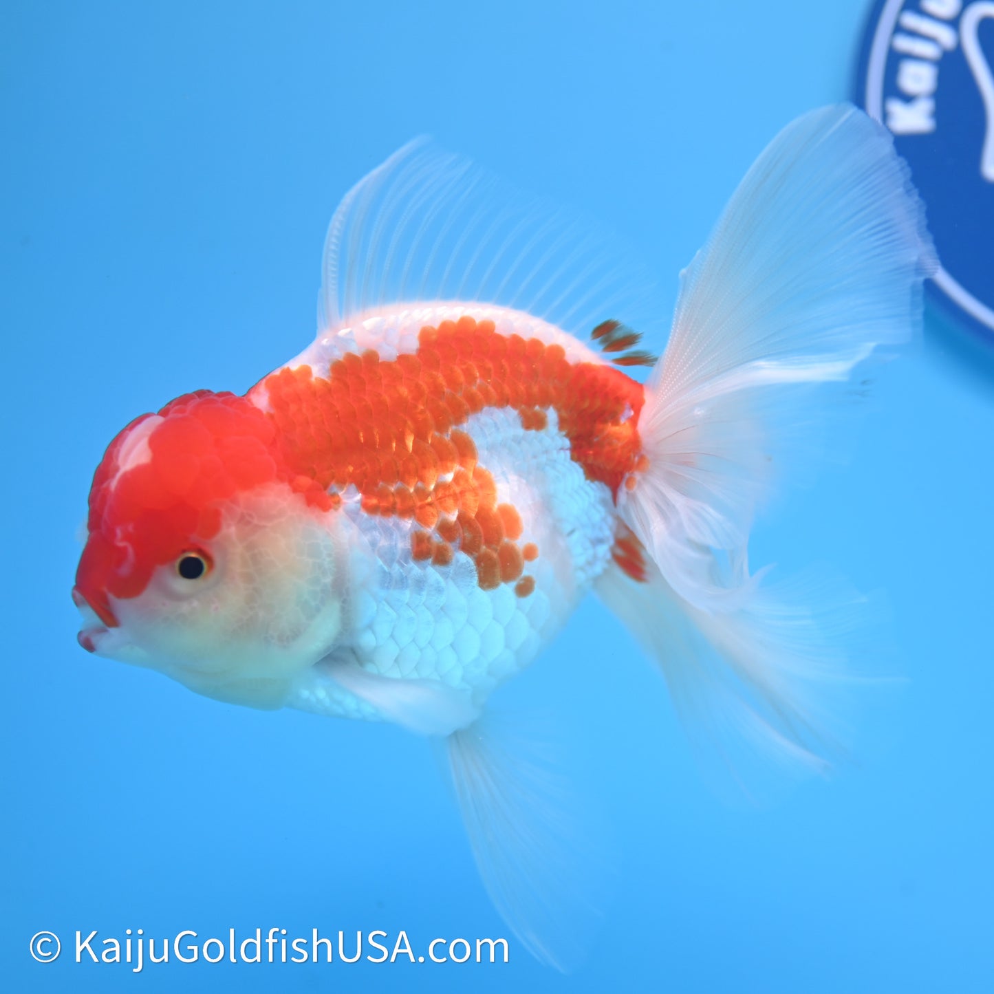 Jade Seal Red White Rose Tail Oranda 4in Body (240621_OR10) - Kaiju Goldfish USA