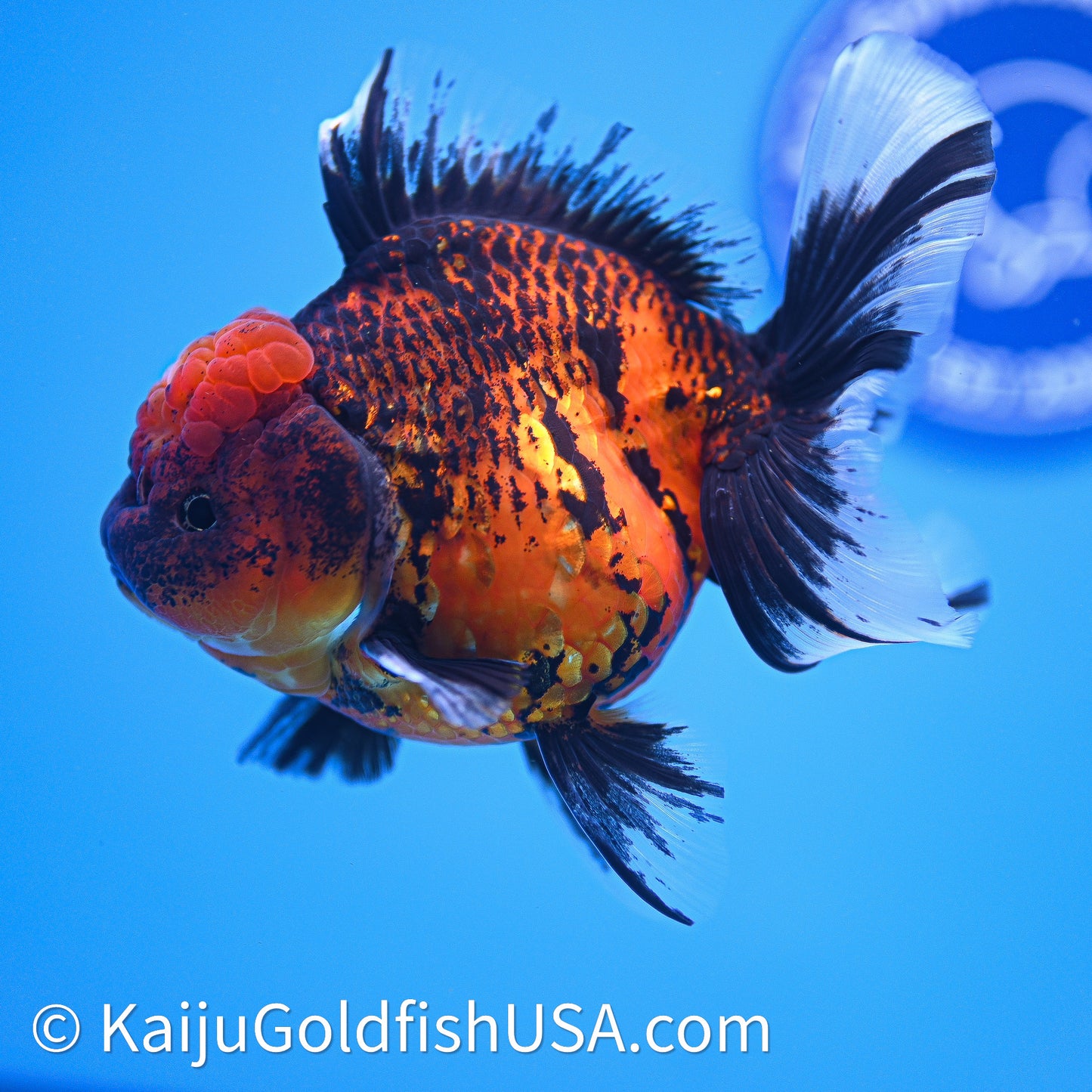 Red Kirin Rose Tail Oranda 4in Body (240628_OR10) - Kaiju Goldfish USA
