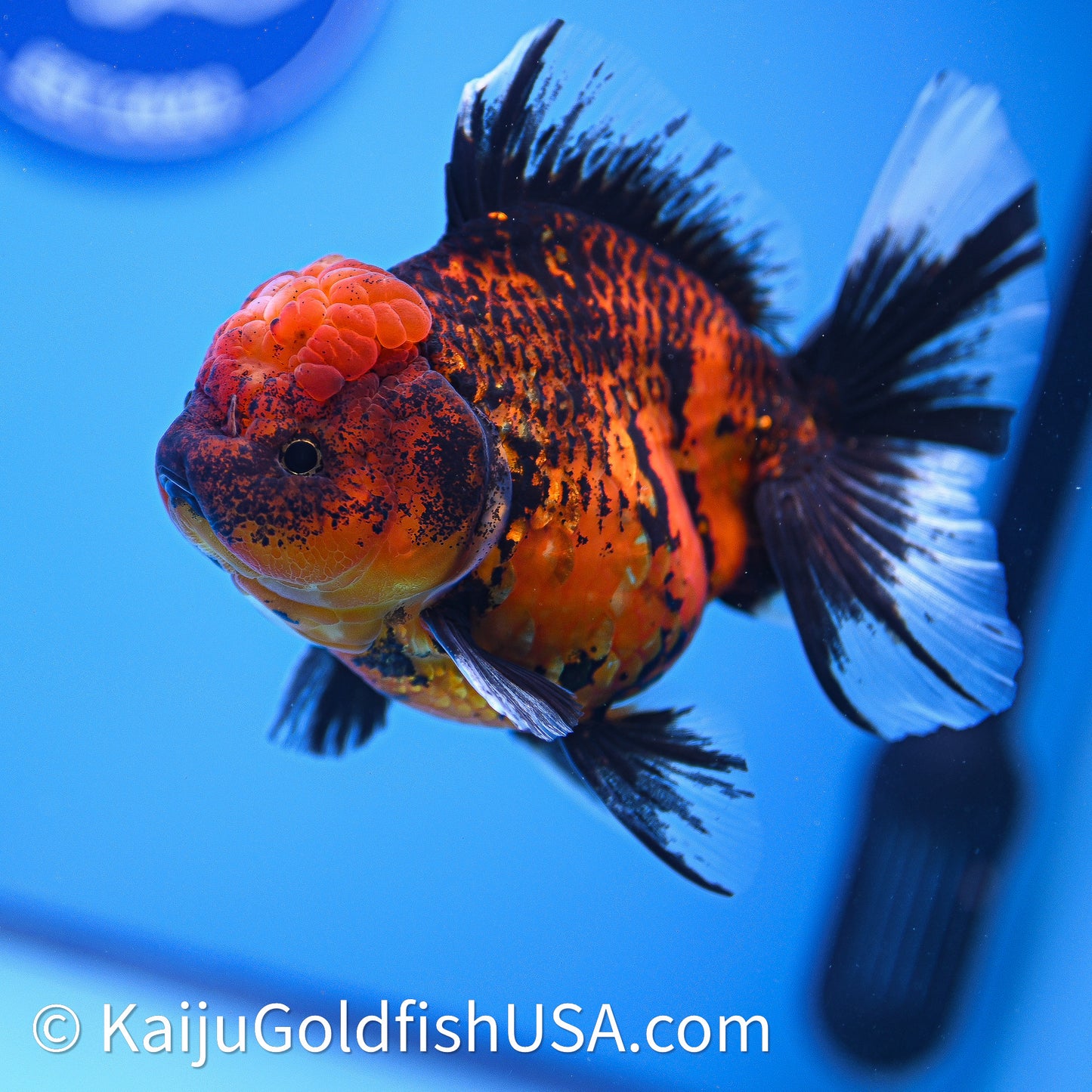 Red Kirin Rose Tail Oranda 4in Body (240628_OR10) - Kaiju Goldfish USA