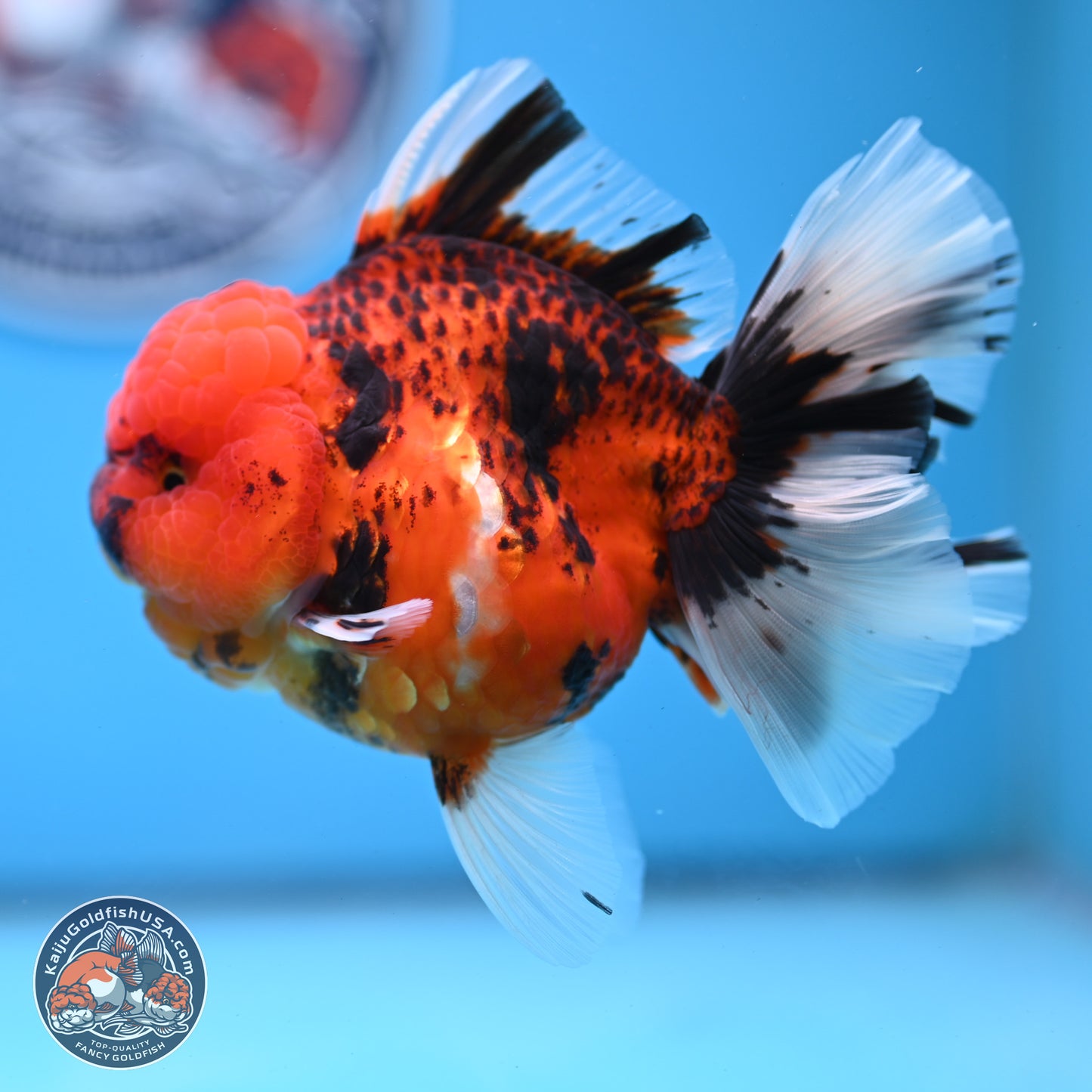 Tiger Rose Tail Oranda 3.5 inches Body - Female (250228_OR10)