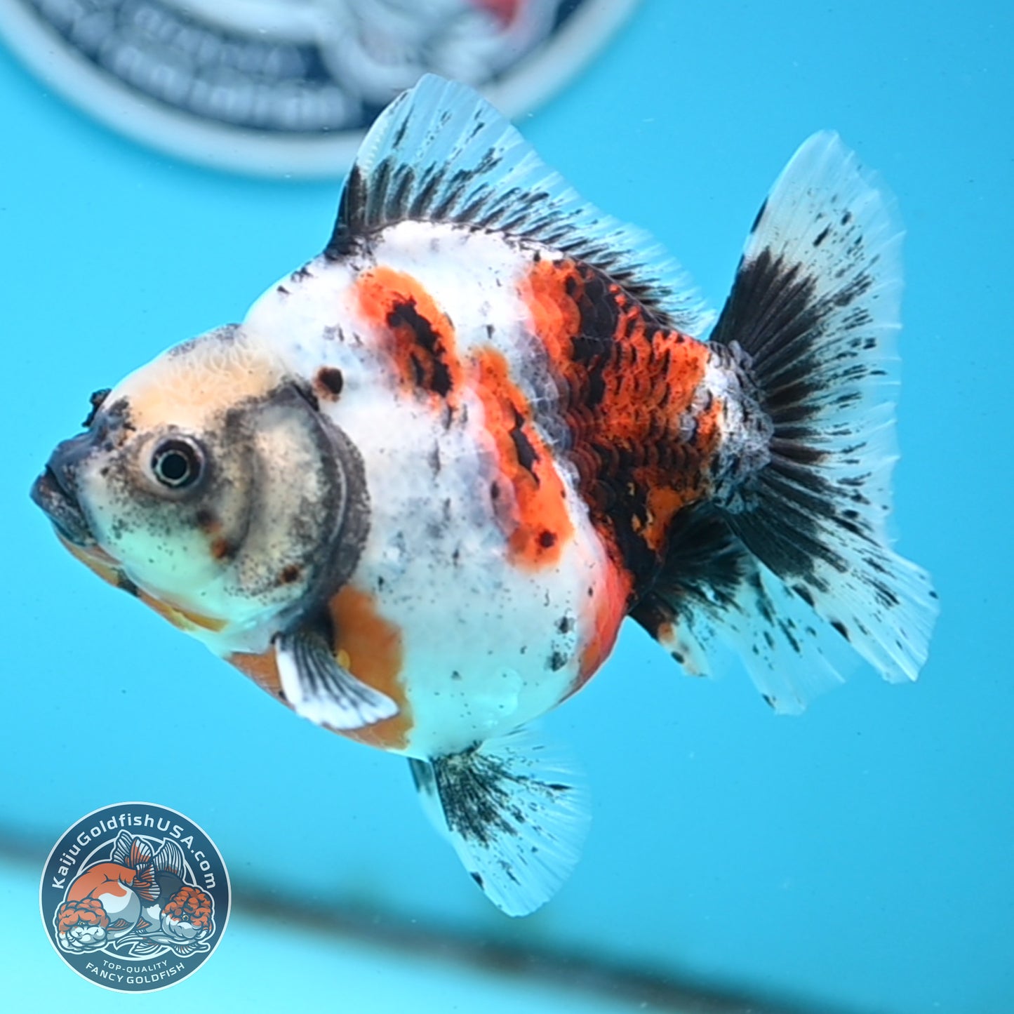 Shogun Calico Oranda 4 inches Body - Female (250418_OR10)