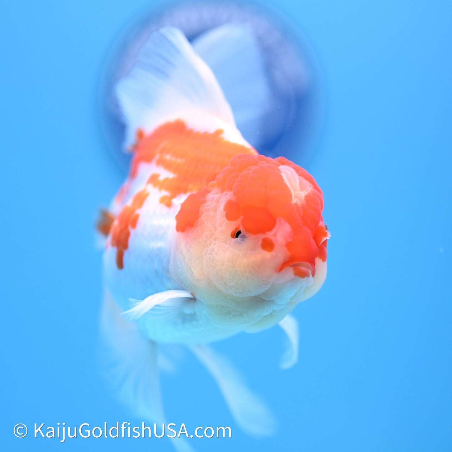 Jade Seal Red White Rose Tail Oranda 4in Body (240621_OR10) - Kaiju Goldfish USA