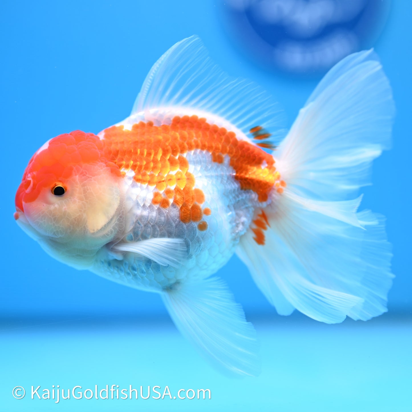 Jade Seal Red White Rose Tail Oranda 4in Body (240621_OR10) - Kaiju Goldfish USA