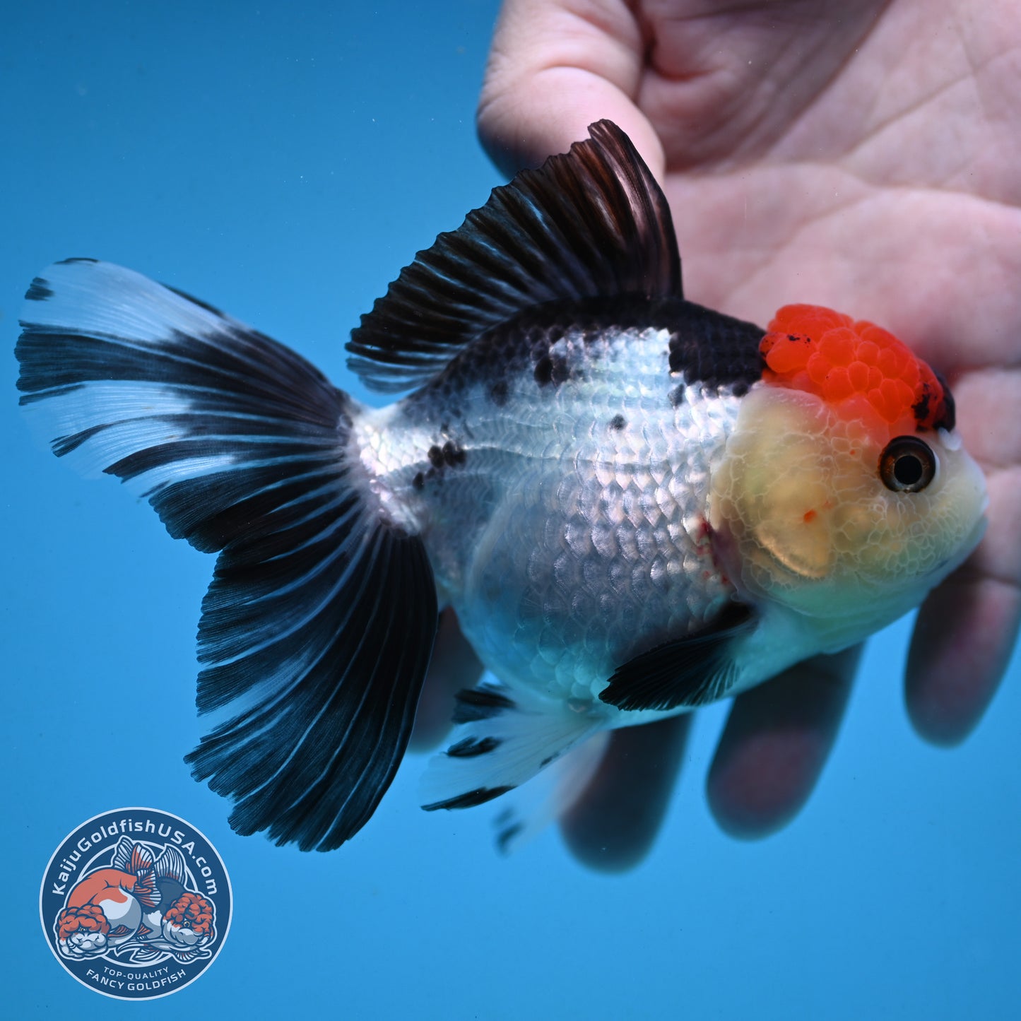 Red Head Tricolor Rose Tail Oranda 3.5 inch Body (251003_OR10)