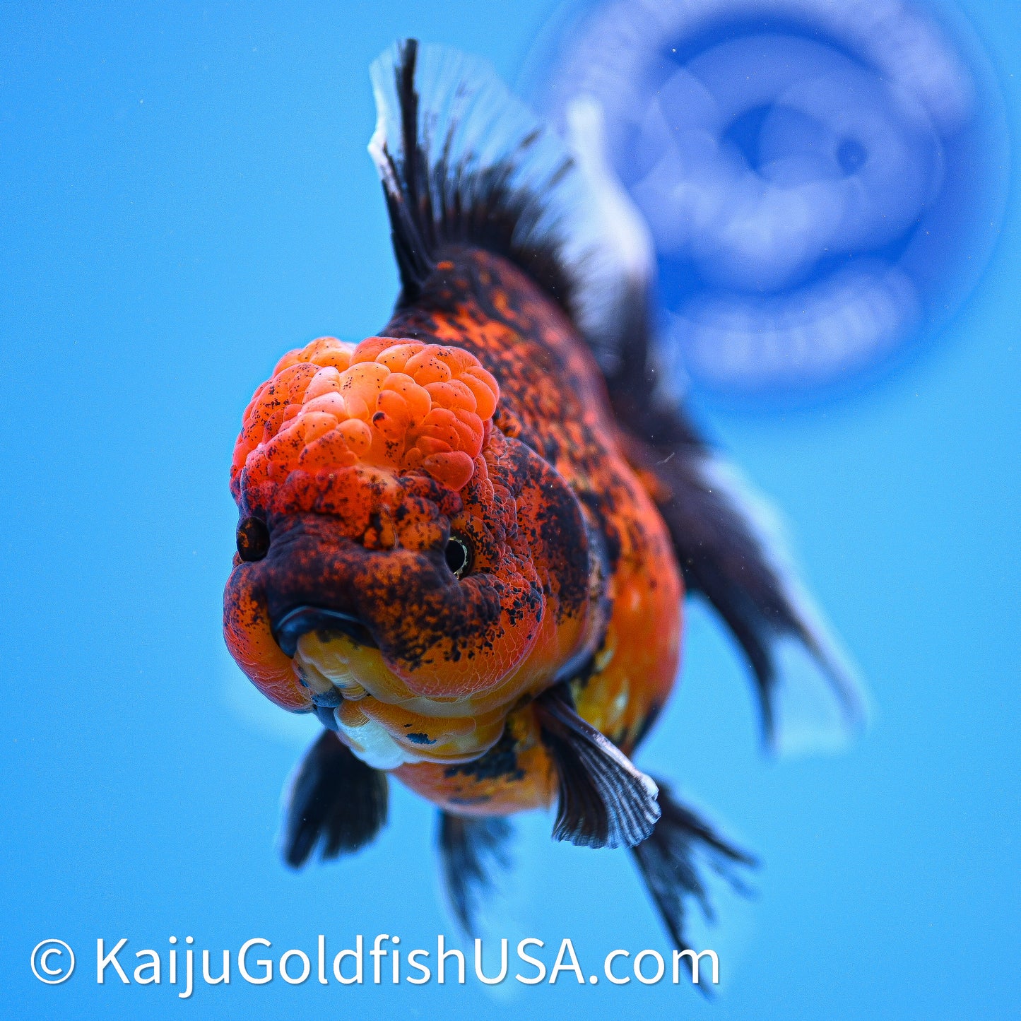 Red Kirin Rose Tail Oranda 4in Body (240628_OR10) - Kaiju Goldfish USA