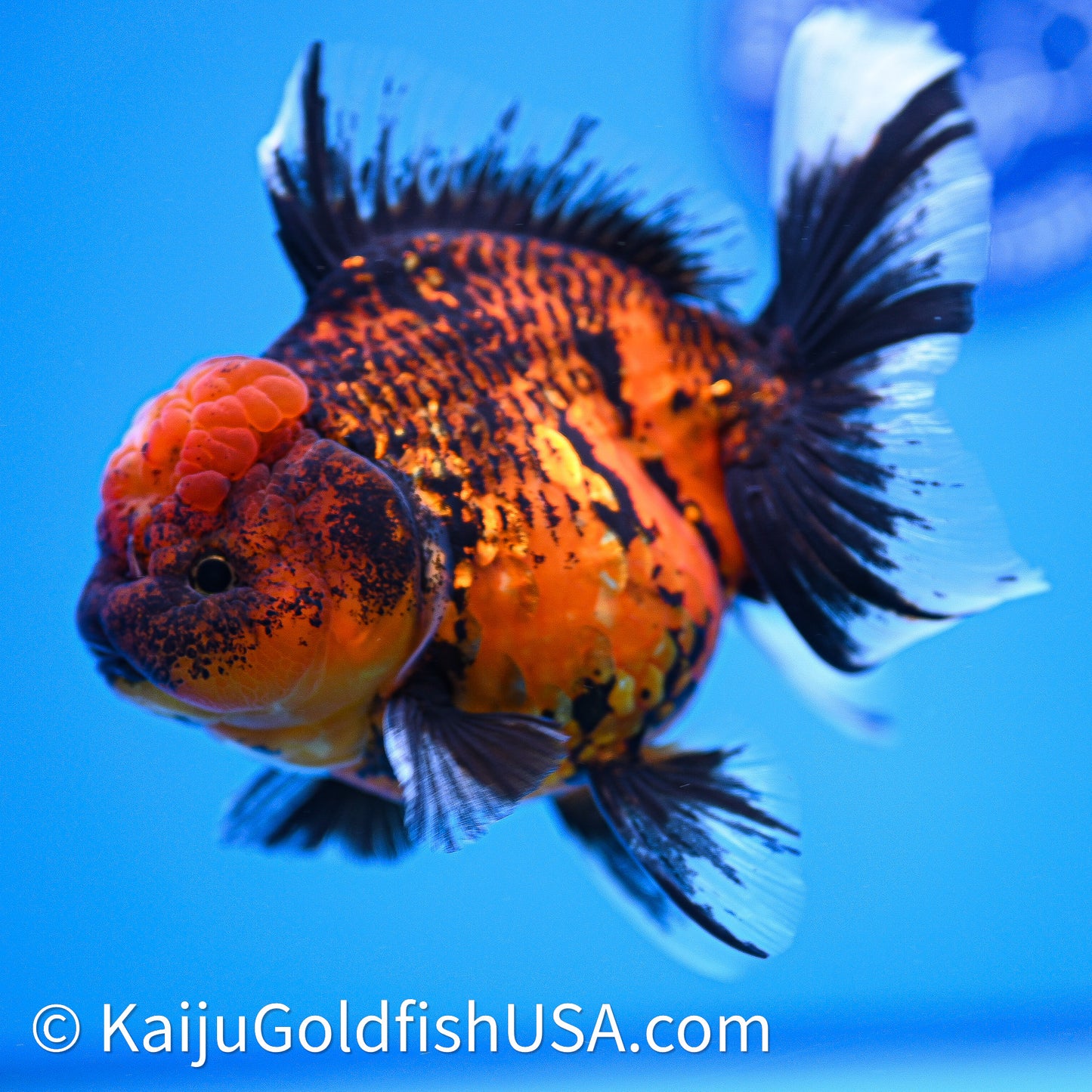 Red Kirin Rose Tail Oranda 4in Body (240628_OR10) - Kaiju Goldfish USA