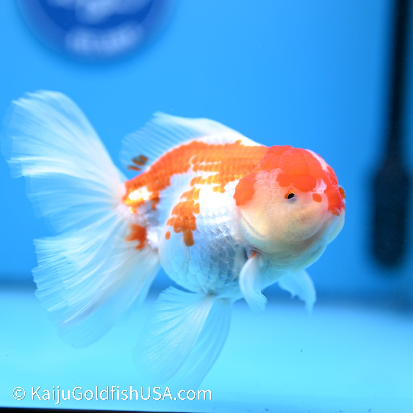 Jade Seal Red White Rose Tail Oranda 4in Body (240621_OR10) - Kaiju Goldfish USA