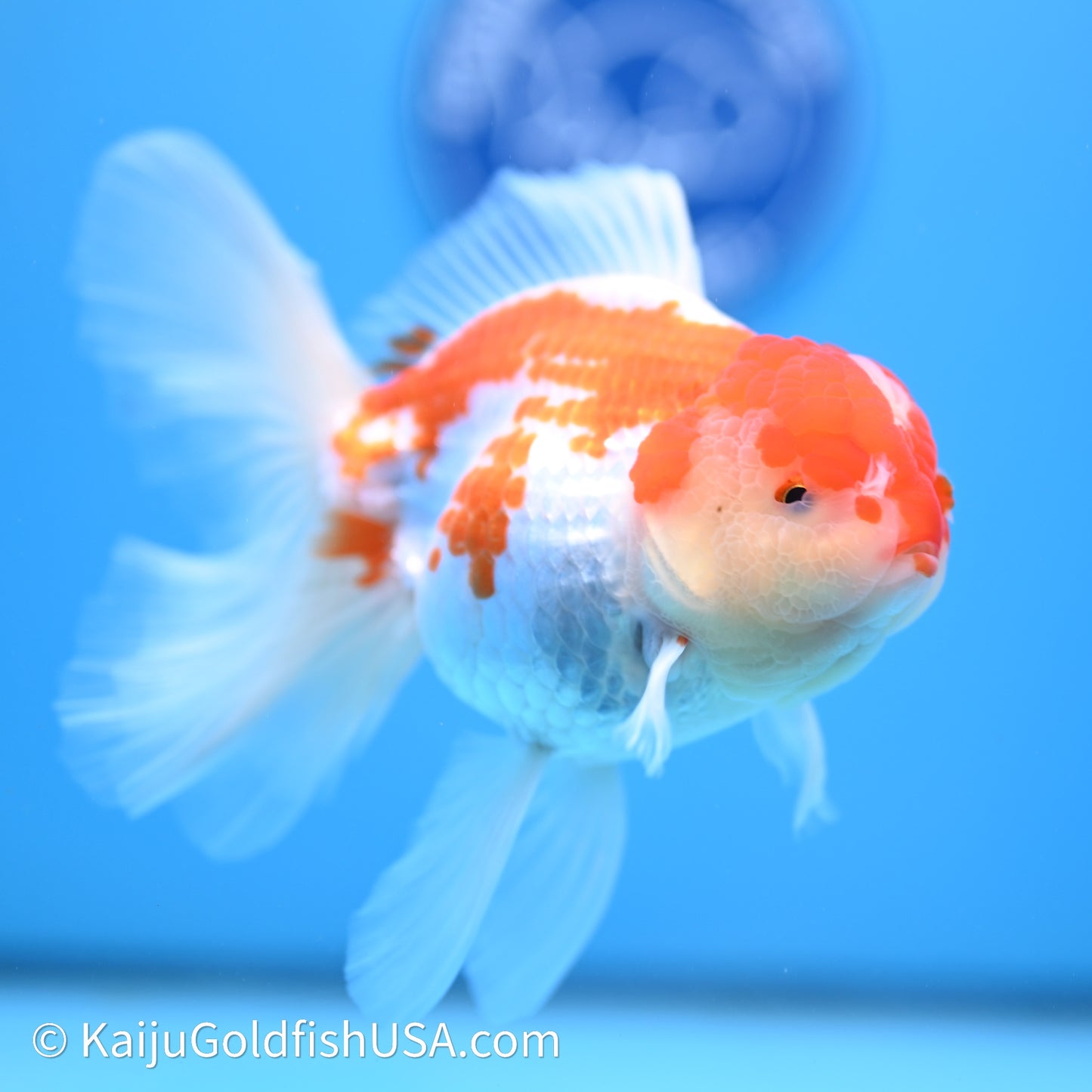 Jade Seal Red White Rose Tail Oranda 4in Body (240621_OR10) - Kaiju Goldfish USA