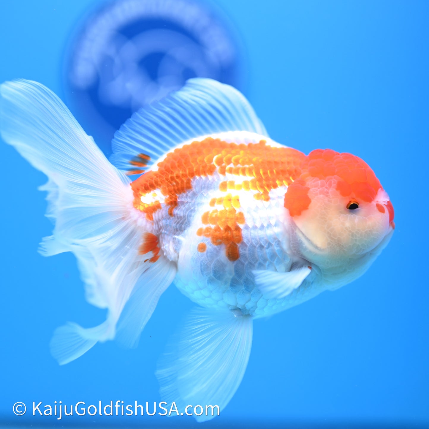 Jade Seal Red White Rose Tail Oranda 4in Body (240621_OR10) - Kaiju Goldfish USA