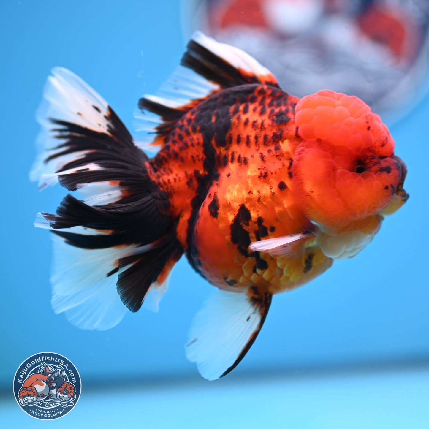 Tiger Rose Tail Oranda 3.5 inches Body - Female (250228_OR10)