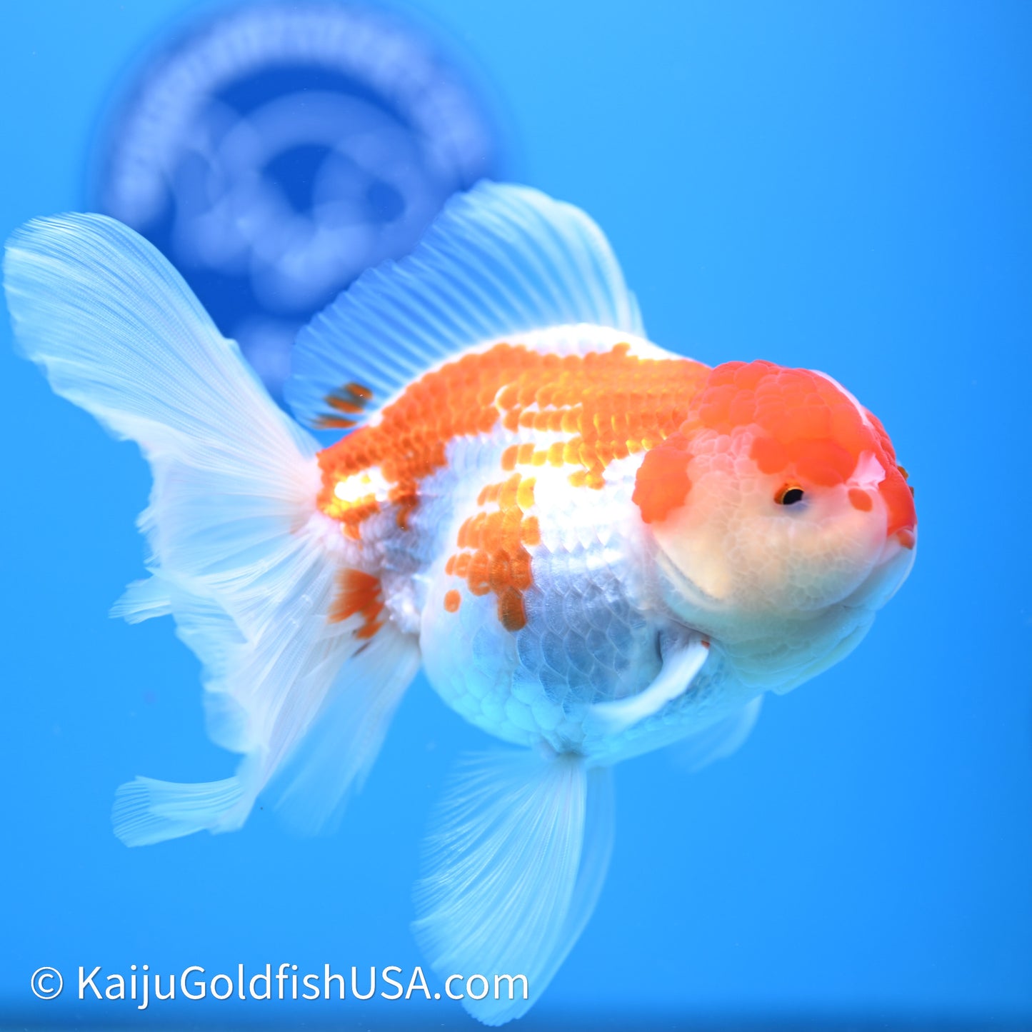 Jade Seal Red White Rose Tail Oranda 4in Body (240621_OR10) - Kaiju Goldfish USA