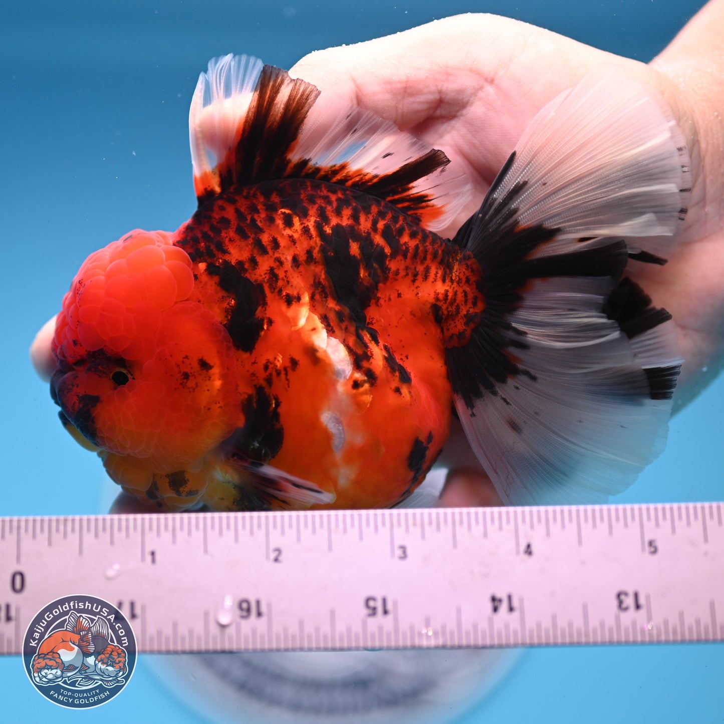 Tiger Rose Tail Oranda 3.5 inches Body - Female (250228_OR10)