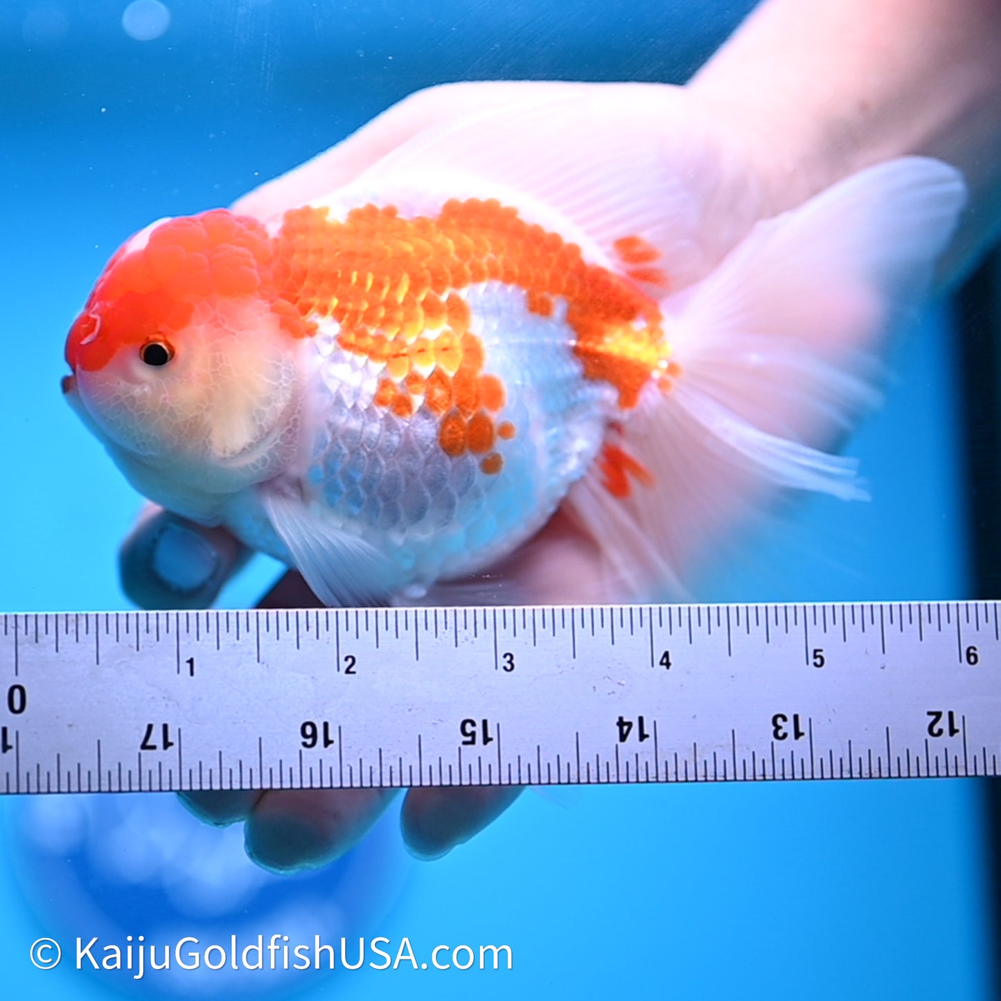 Jade Seal Red White Rose Tail Oranda 4in Body (240621_OR10) - Kaiju Goldfish USA