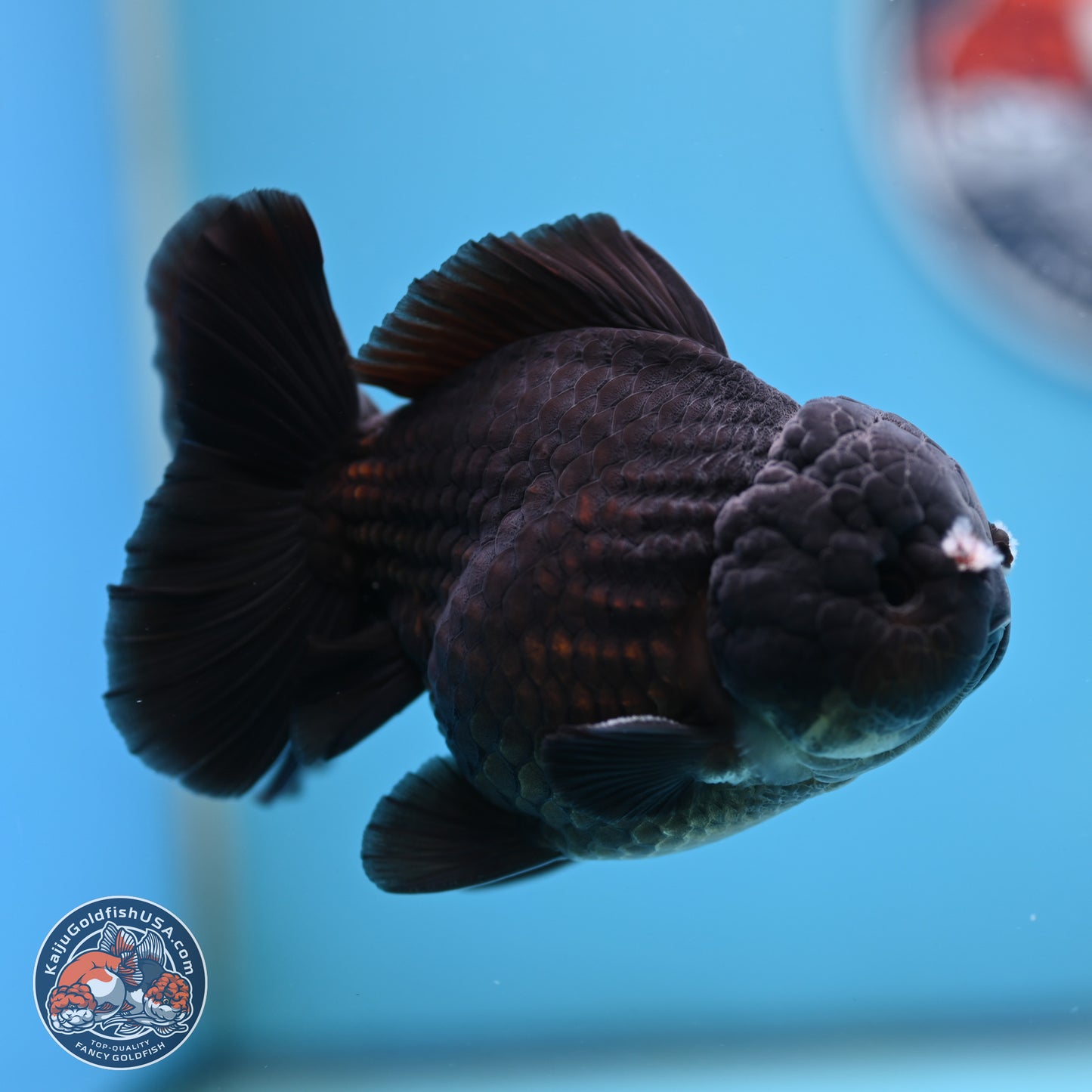 Black YuanBao Oranda 3.5 inches Body - Male (250221_OR10)