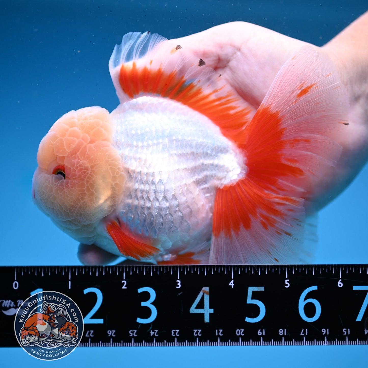 AAA Grade Jade Head Rose Tail Oranda 4.5 inch Body (250912_OR10)