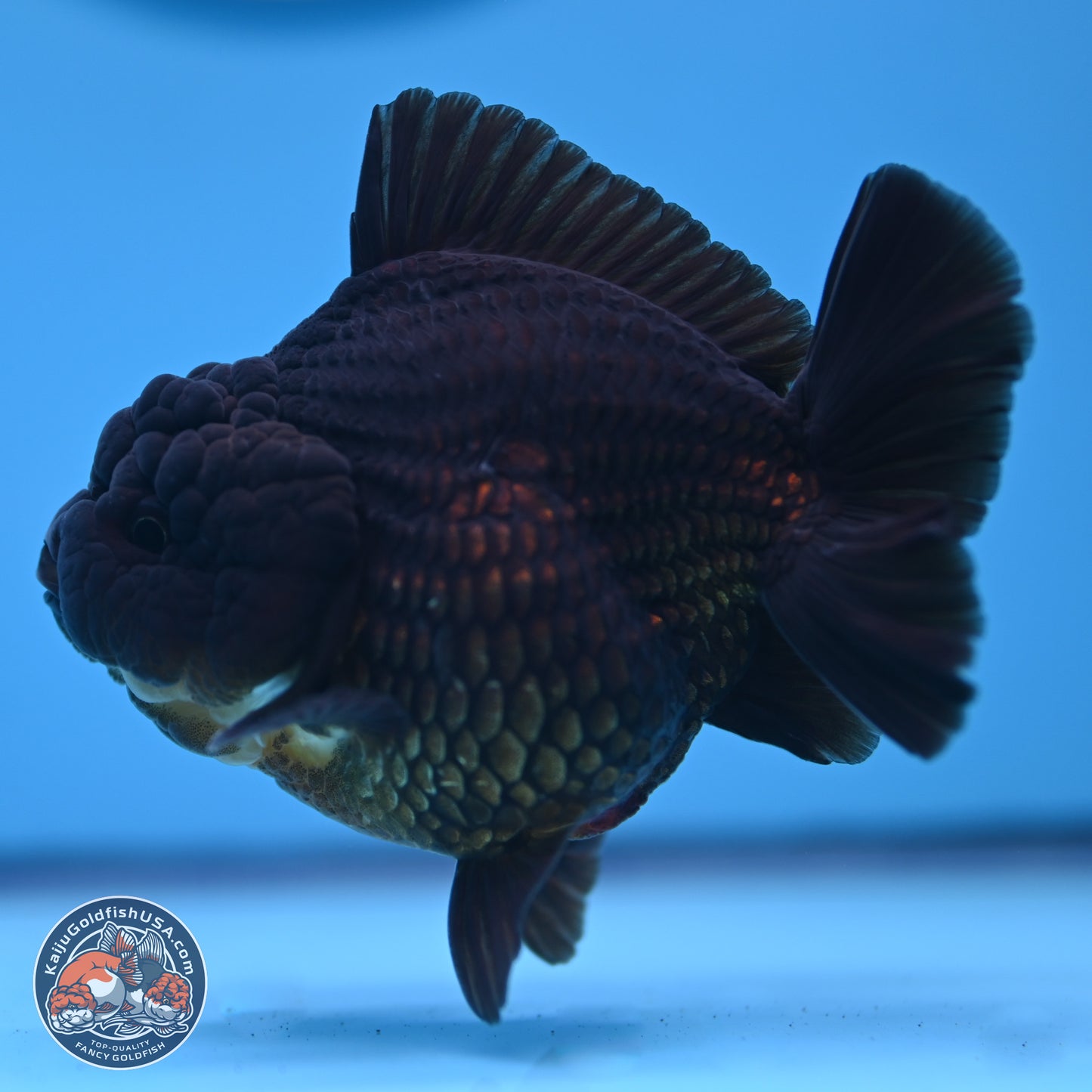 Jet Black YuanBao Oranda 4 inches (241018_OR10) - Kaiju Goldfish USA