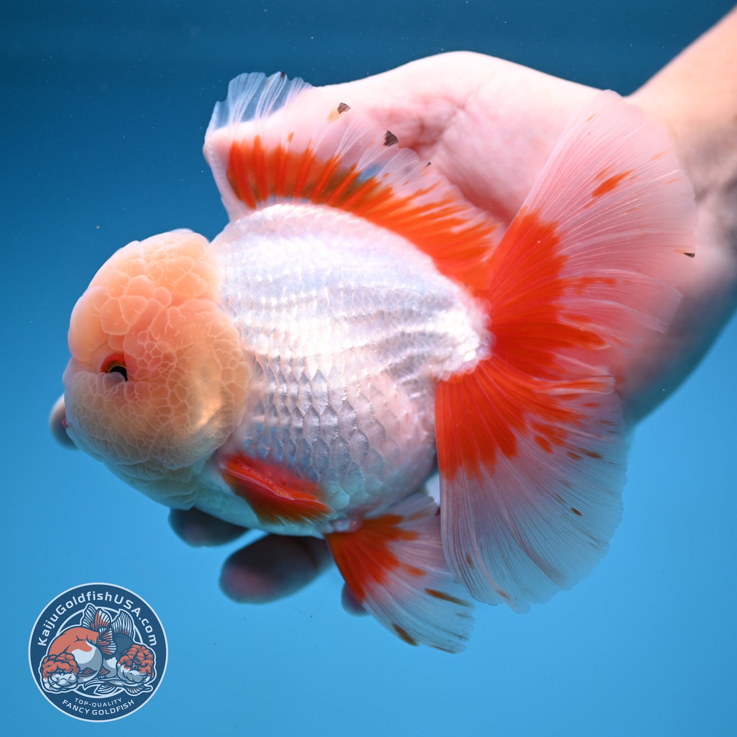 AAA Grade Jade Head Rose Tail Oranda 4.5 inch Body (250912_OR10)