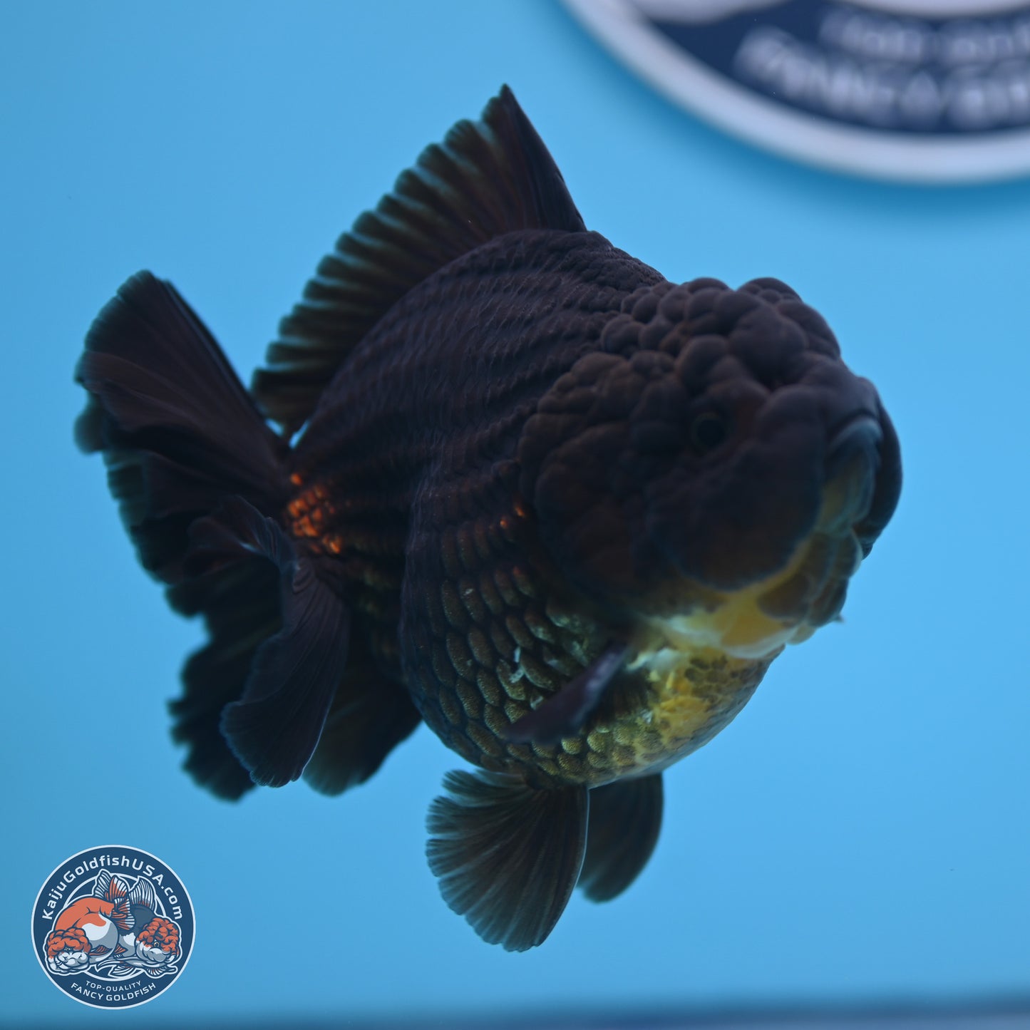 Jet Black YuanBao Oranda 4 inches (241018_OR10) - Kaiju Goldfish USA
