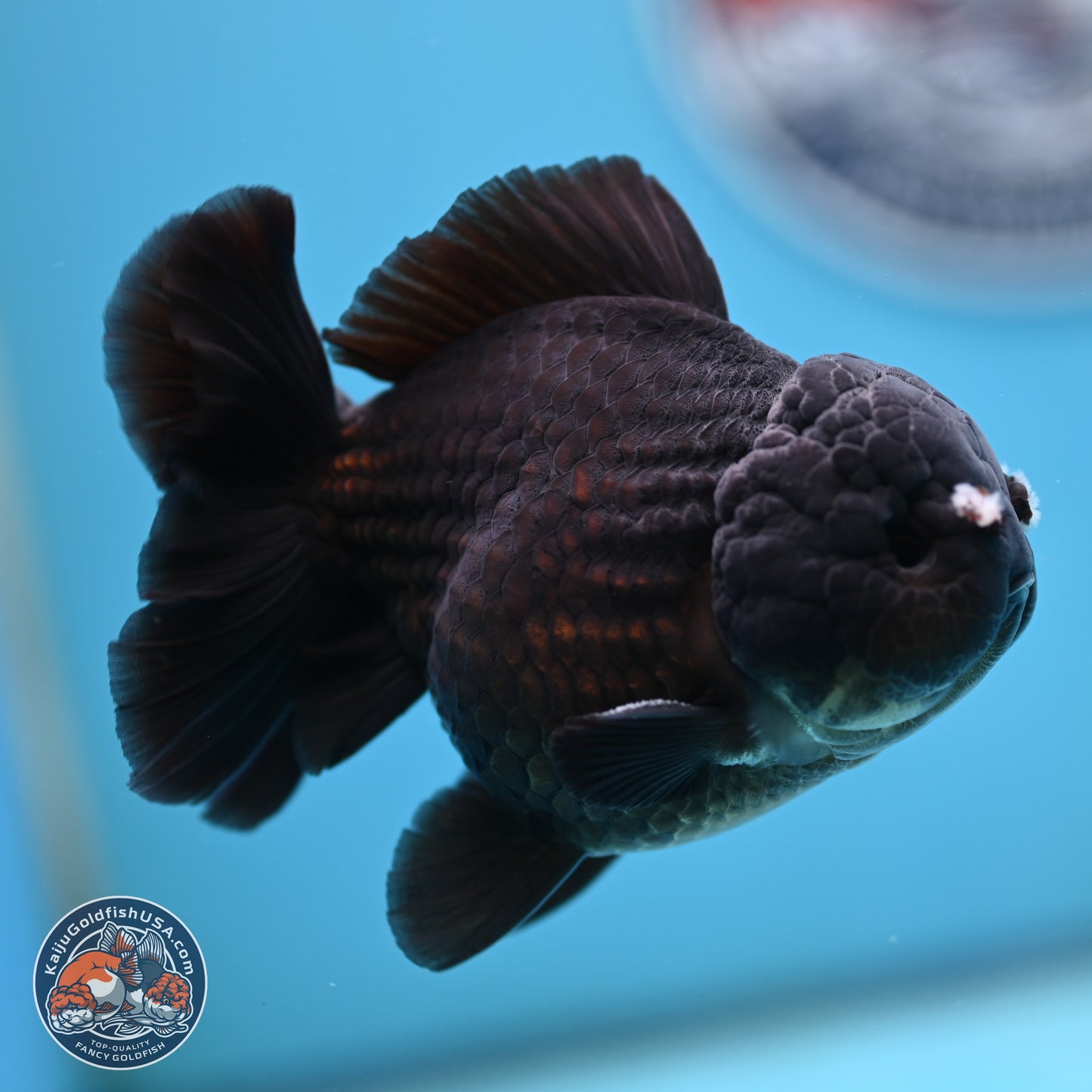 Black YuanBao Oranda 3.5 inches Body - Male (250221_OR10)