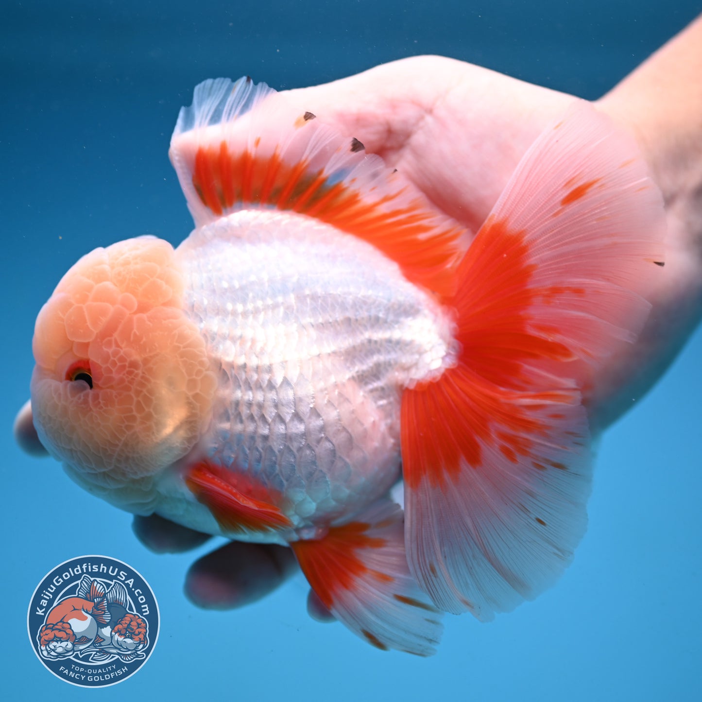 AAA Grade Jade Head Rose Tail Oranda 4.5 inch Body (250912_OR10)