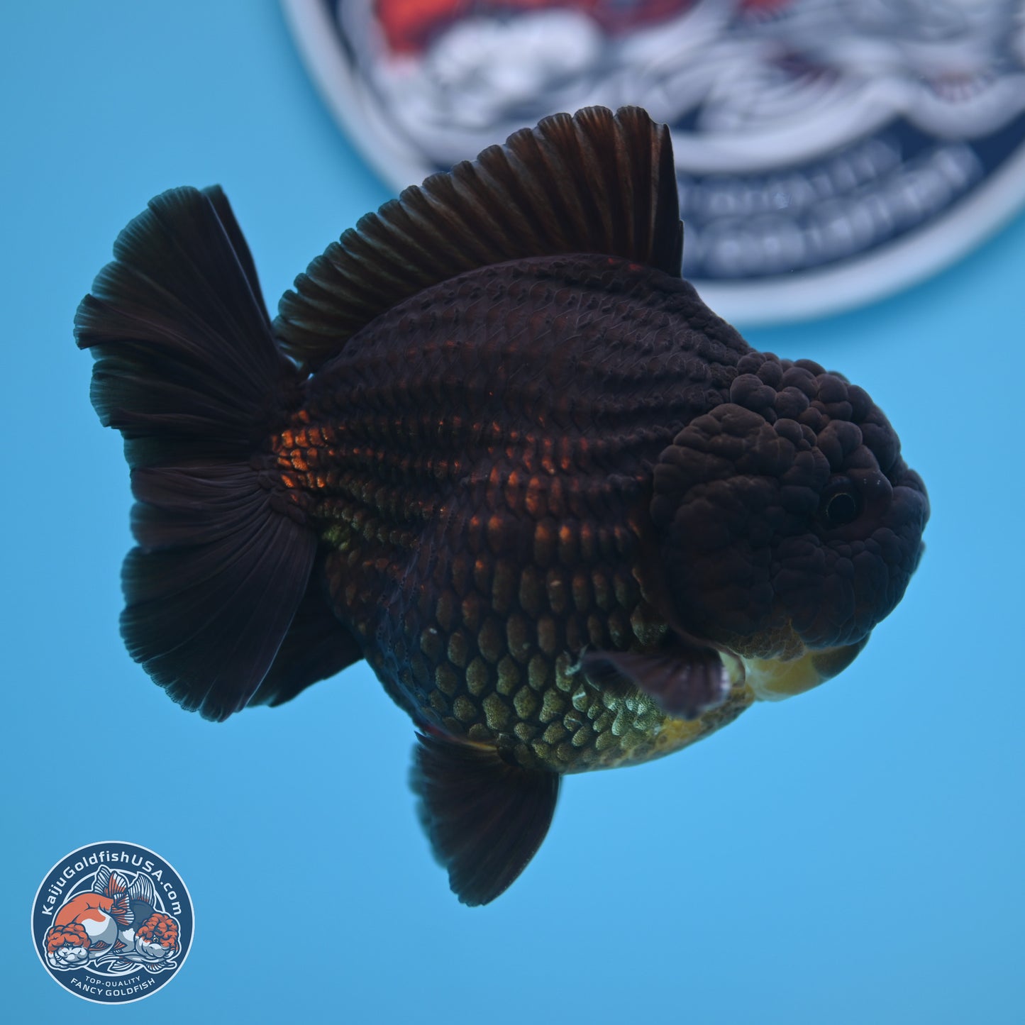 Jet Black YuanBao Oranda 4 inches (241018_OR10) - Kaiju Goldfish USA